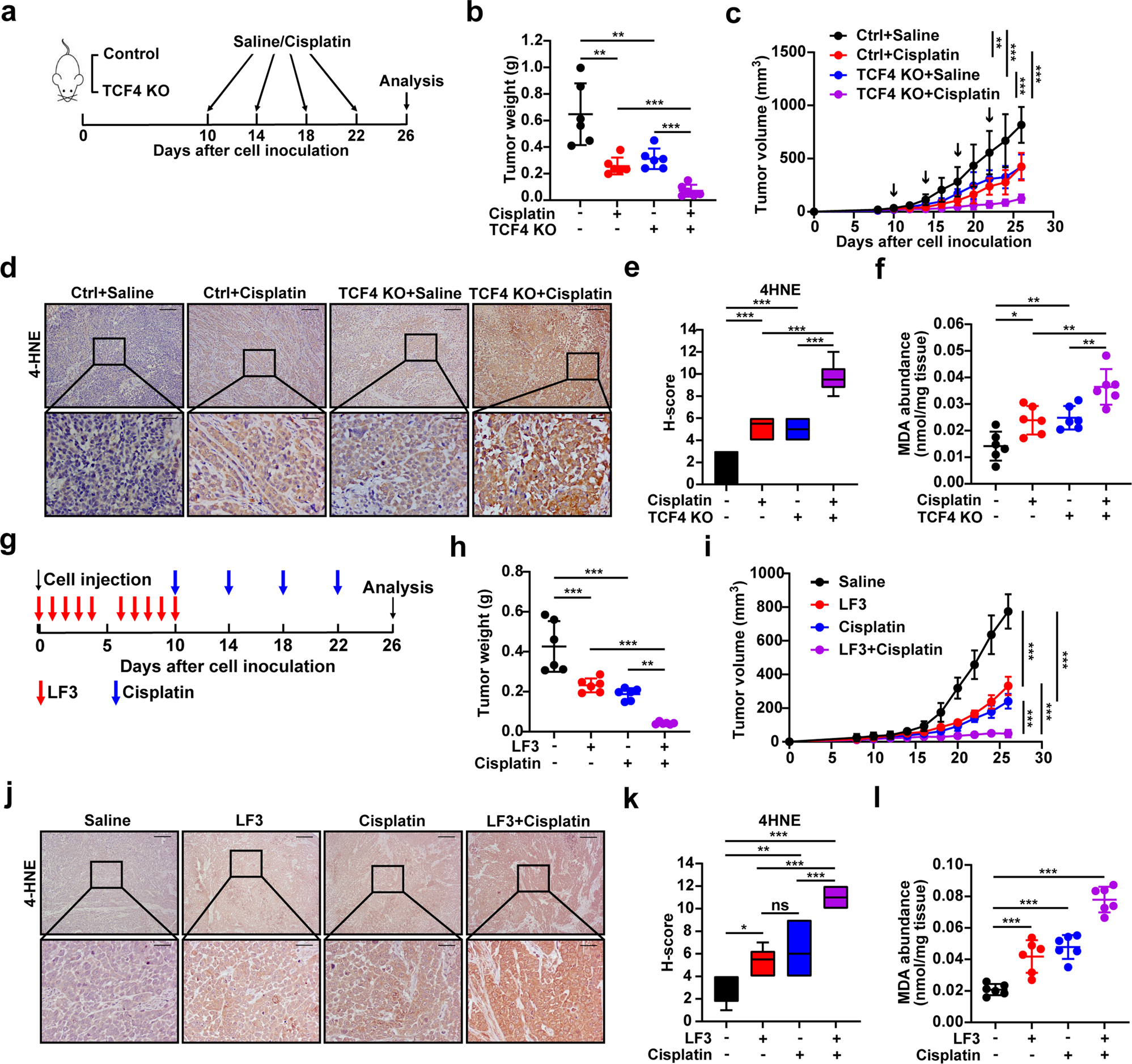 Fig. 6: TCF4 deficiency or Wnt signaling inhibition promote cisplatin sensitivity through ferroptosis in vivo.