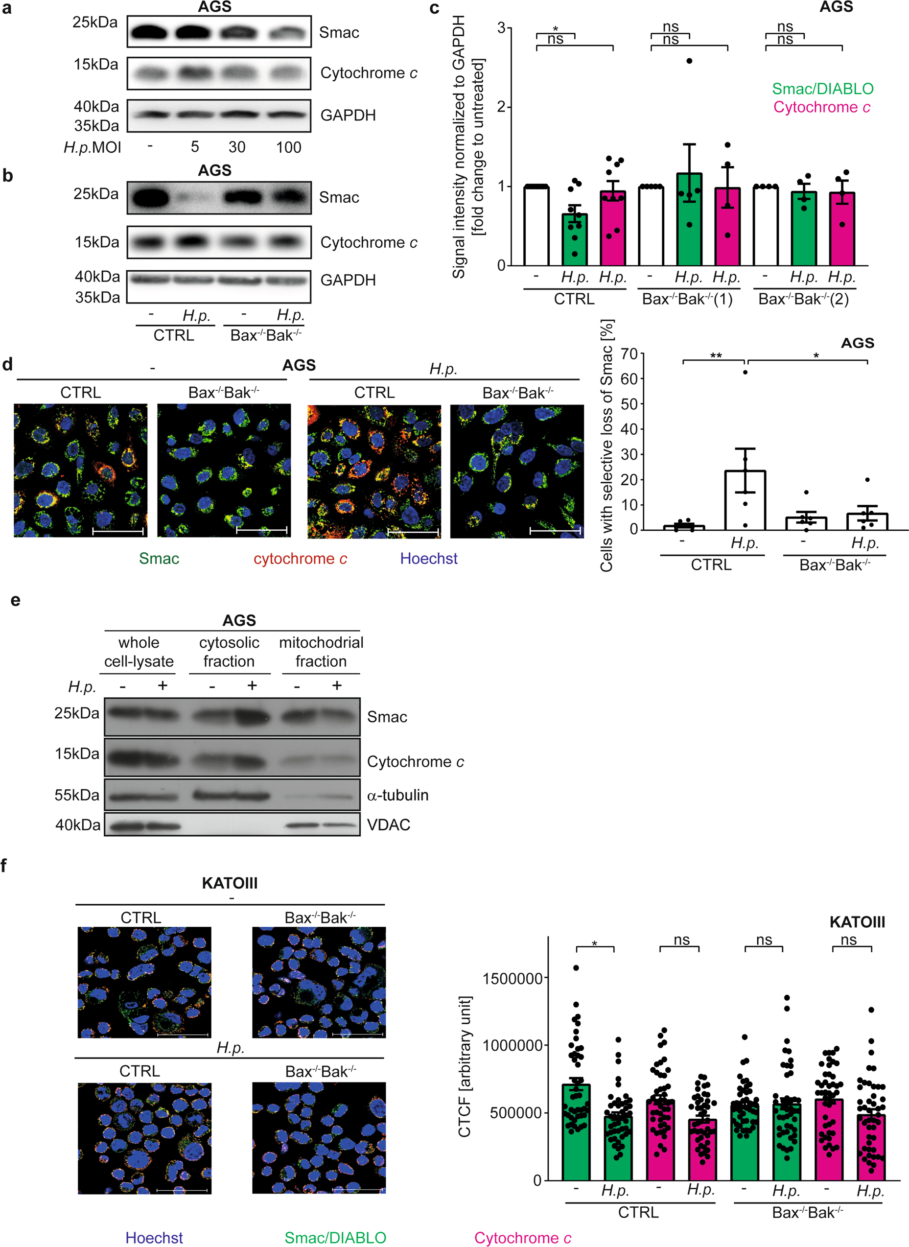 Fig. 3: H. pylori induces Bax/Bak-dependent Smac-release.