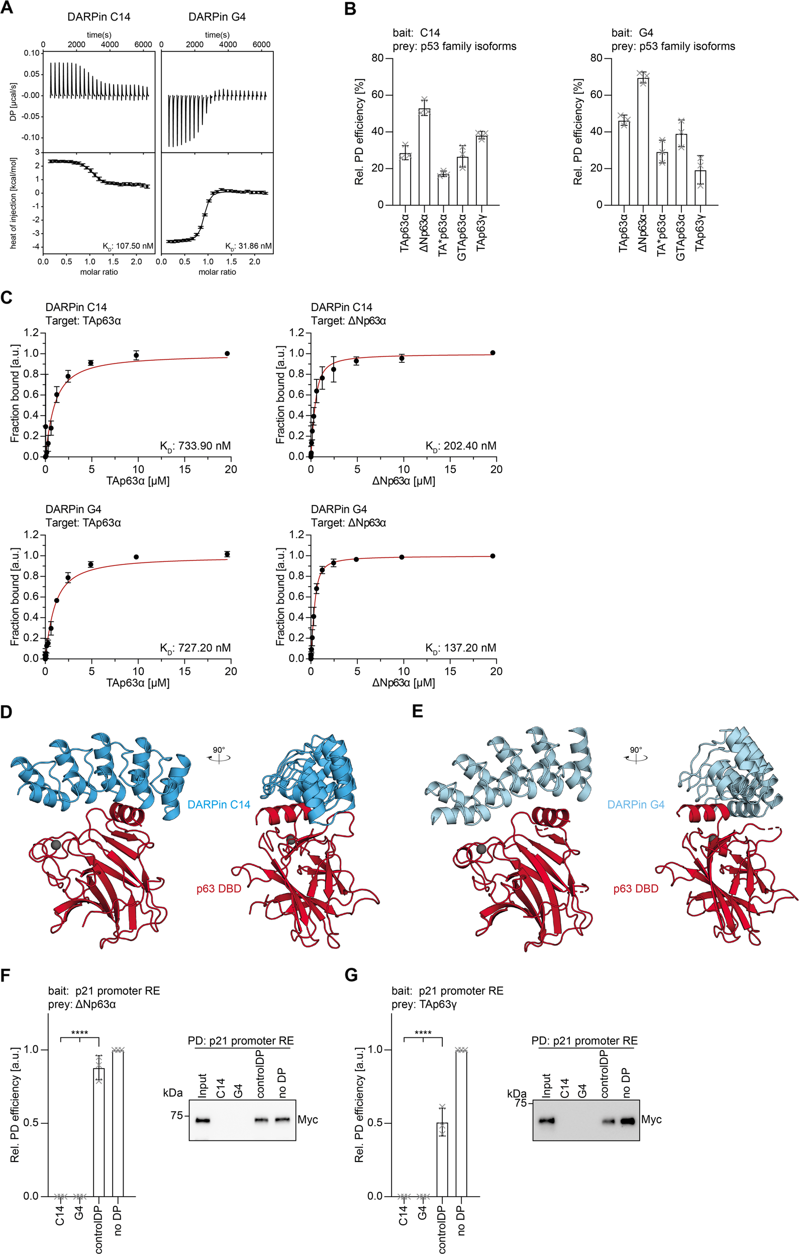 Designed Ankyrin Repeat Proteins as a tool box for analyzing p63 | Cell  Death & Differentiation