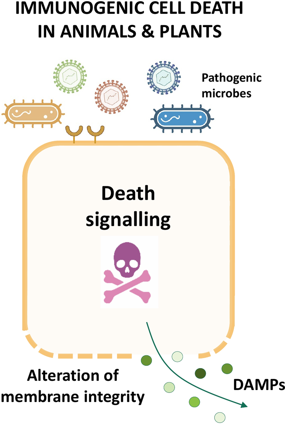 Dying in self-defence: a comparative overview of immunogenic cell death  signalling in animals and plants | Cell Death & Differentiation