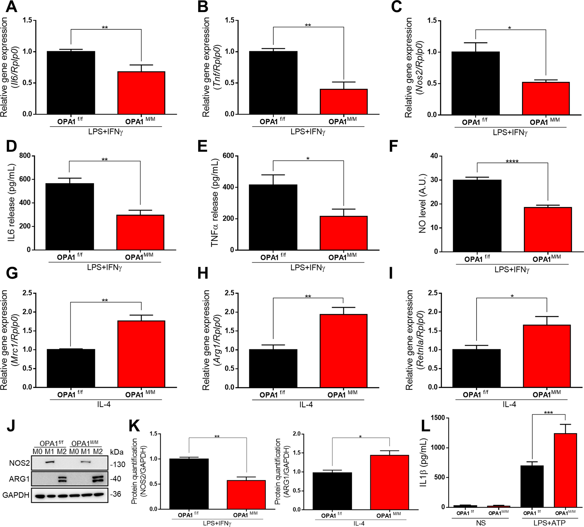 Fig. 3: OPA1 deletion impairs macrophage polarization.