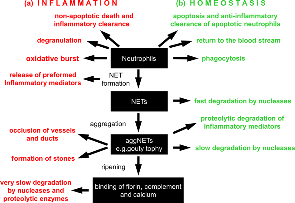 Moonlighting chromatin: when DNA escapes nuclear control | Cell Death &  Differentiation