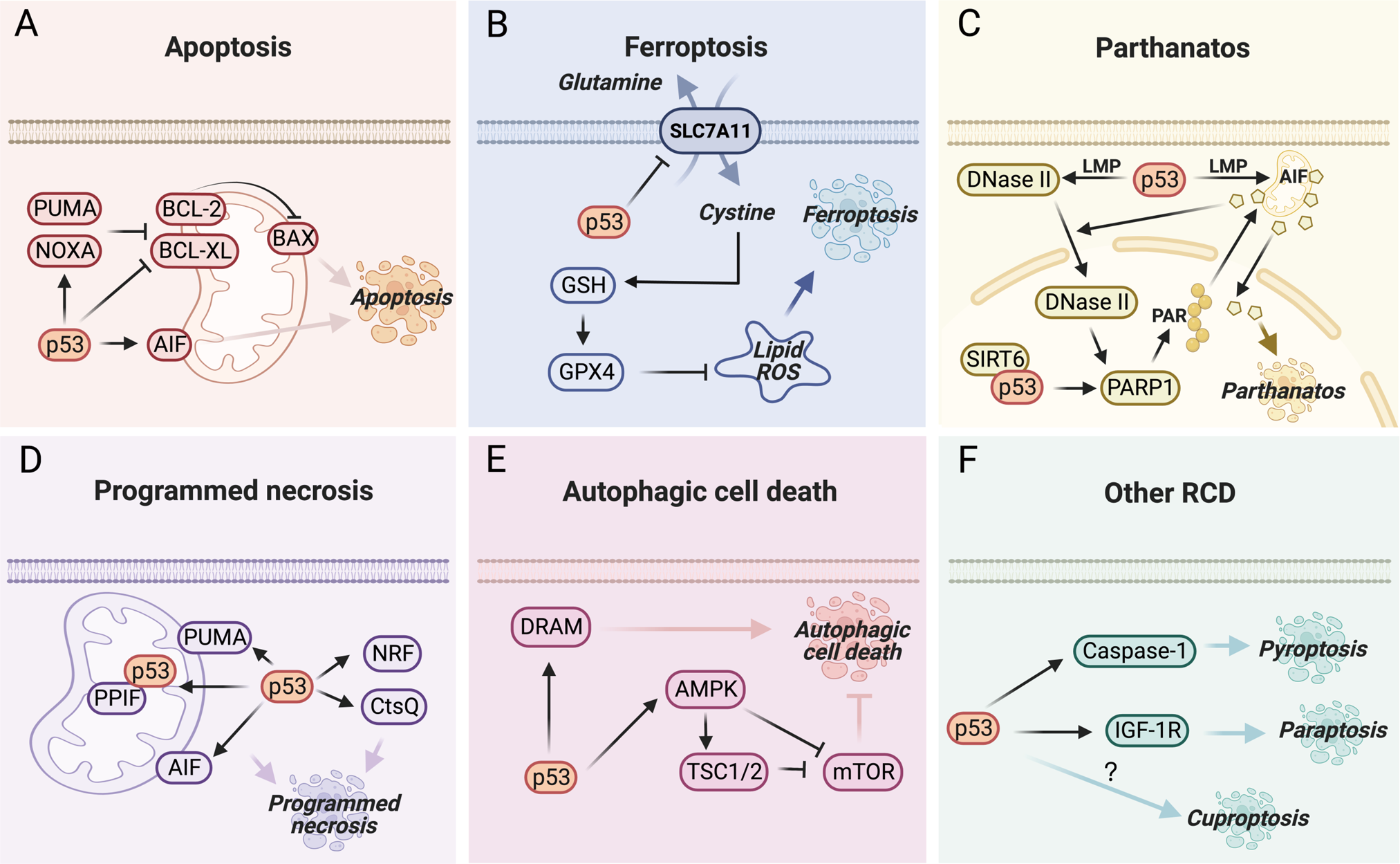 glutathione cuproptosis Cuproptosis: p53-regulated metabolic cell death?