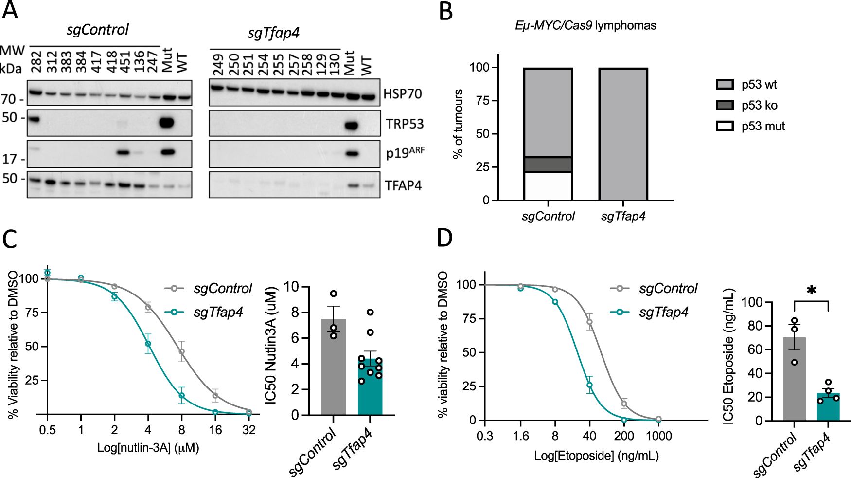 Fig. 2: Deletion of Tfap4 removes the selection pressure to acquire defects in the TRP53 pathway during c-MYC-driven lymphoma development.