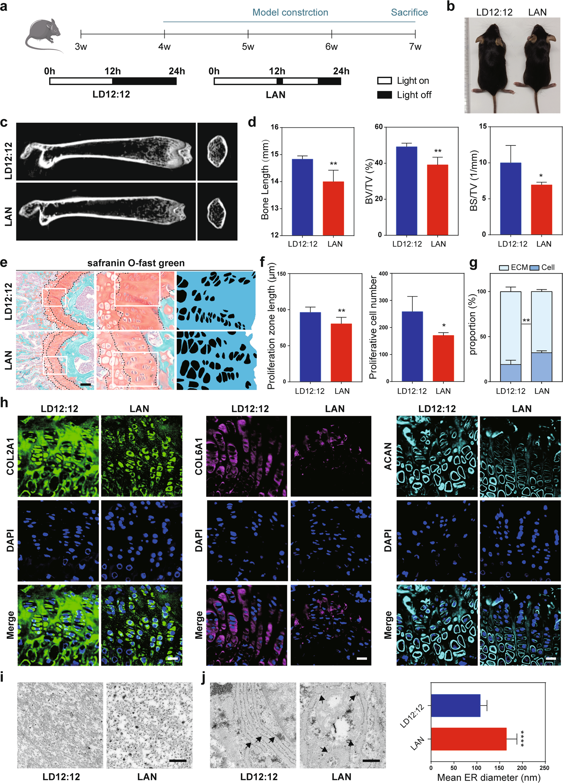 Developmental growth plate cartilage formation suppressed by artificial  light at night via inhibiting BMAL1-driven collagen hydroxylation | Cell  Death & Differentiation