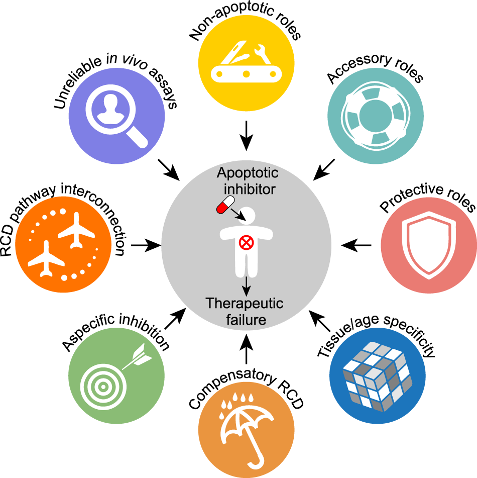 Apoptotic cell death in disease—Current understanding of the NCCD 2023 |  Cell Death & Differentiation