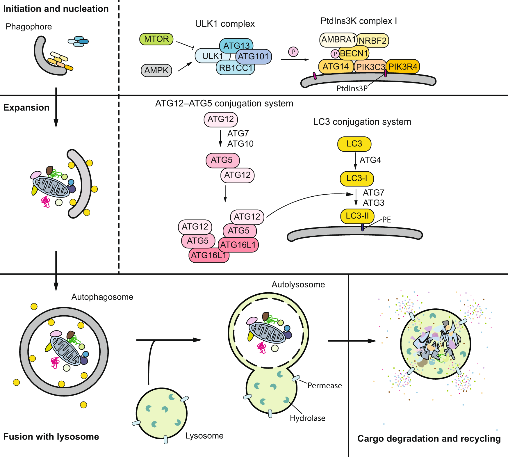 Full article: Interactions of Autophagy and the Immune System in Health and  Diseases