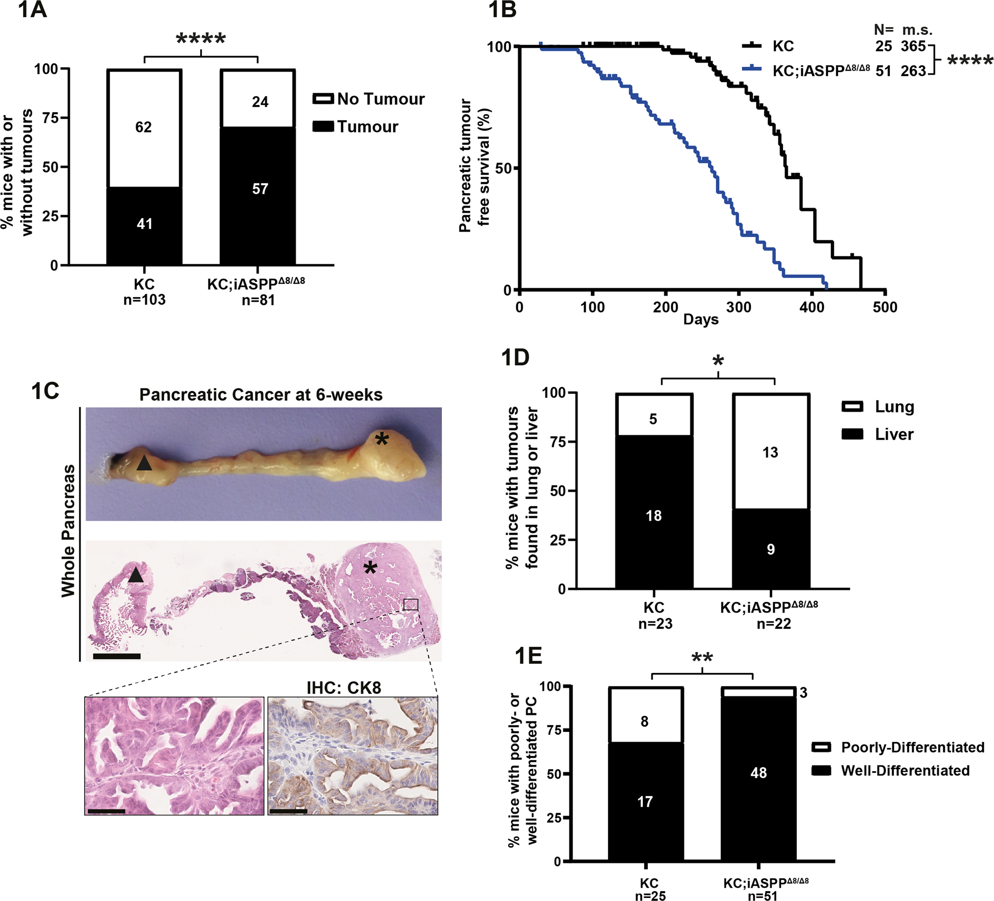Fig. 1: iASPP unexpectedly suppresses oncogenic KRAS-driven PC onset.