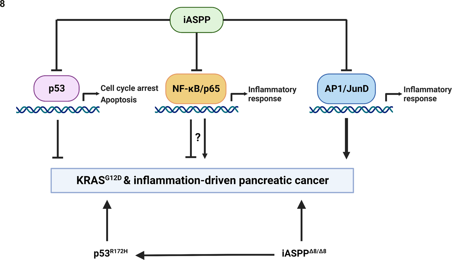 Fig. 8: Schematic representation of the tumour suppressive role of iASPP in PC.