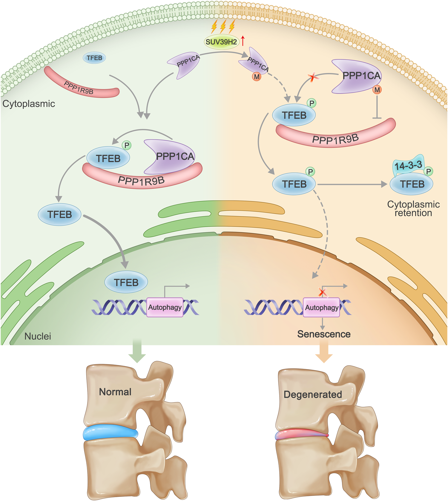 Fig. 9: Schematic illustration of the mechanisms via which lysine methylation of PPP1CA by SUV39H2 promotes NPC senescence and IDD progression.