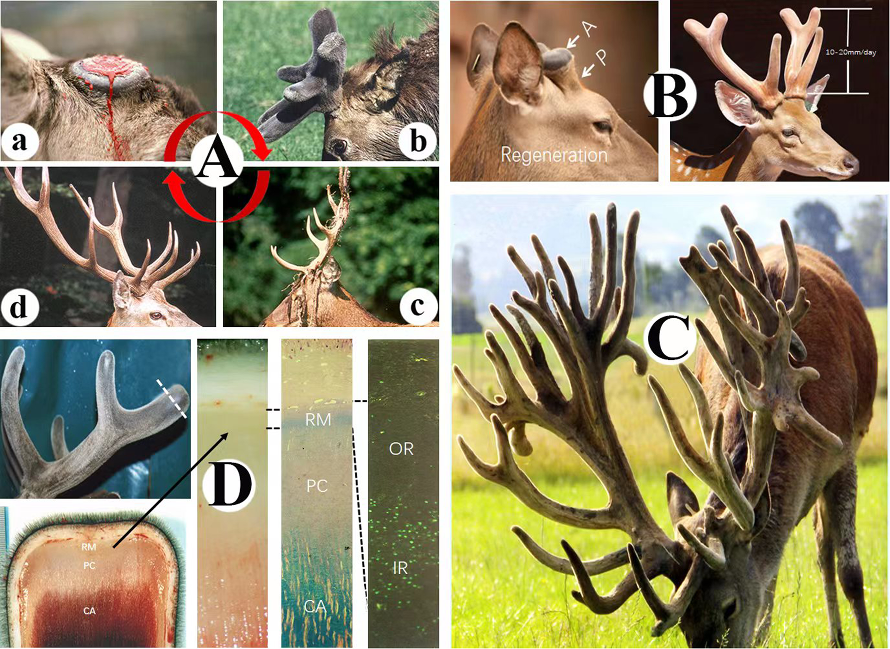 Genes behind rapid deer antler growth, hardening identified, News Center