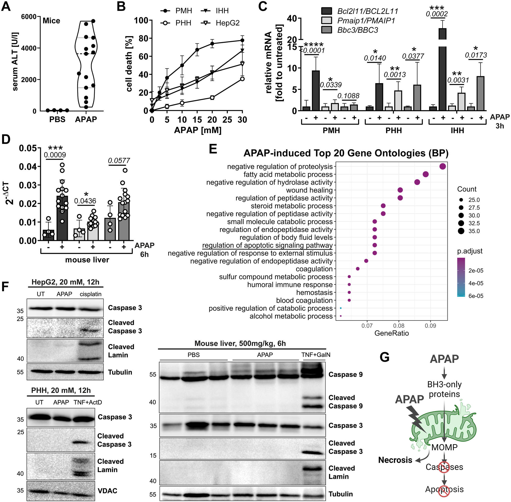 Fig. 1: APAP induces apoptotic BH3-only proteins but fails to activate caspases.
