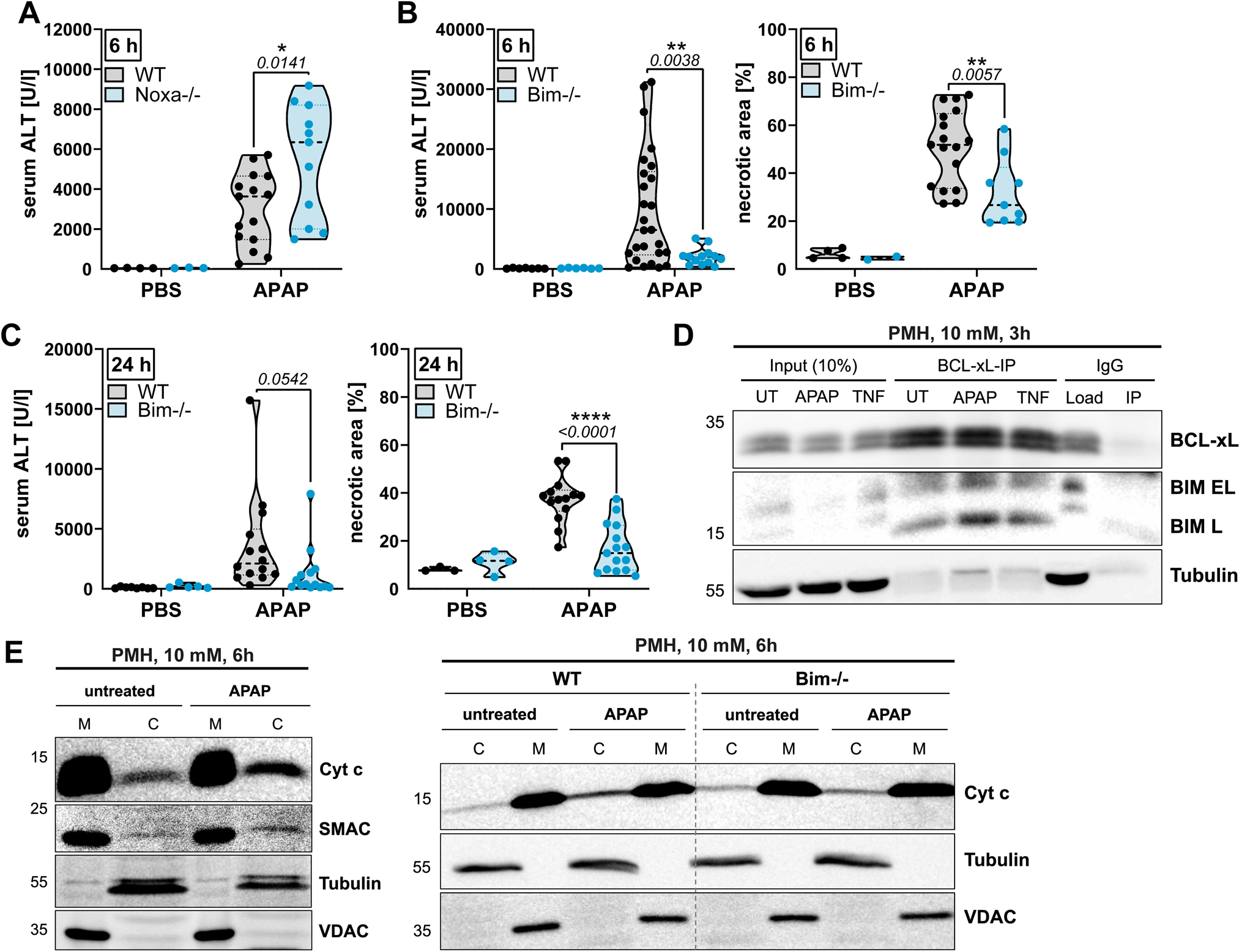 Fig. 2: Depletion of BIM protects from APAP-induced liver necrosis.
