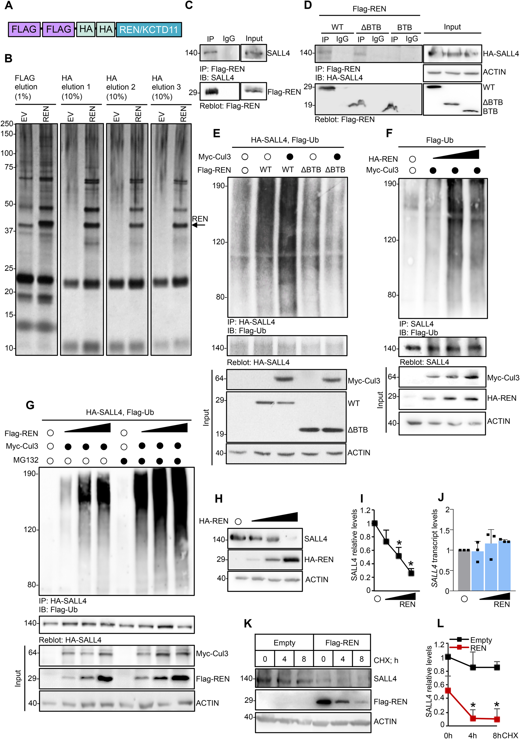 SALL4 is a CRL3REN/KCTD11 substrate that drives Sonic Hedgehog-dependent  medulloblastoma | Cell Death & Differentiation