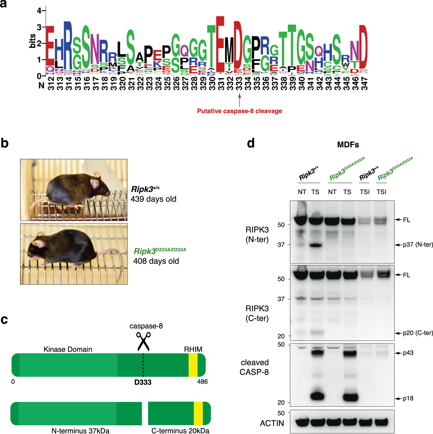 Fig. 1: Genetic blockade of caspase-8-mediated RIPK3 cleavage does not lead to spontaneous necroptosis in vivo.