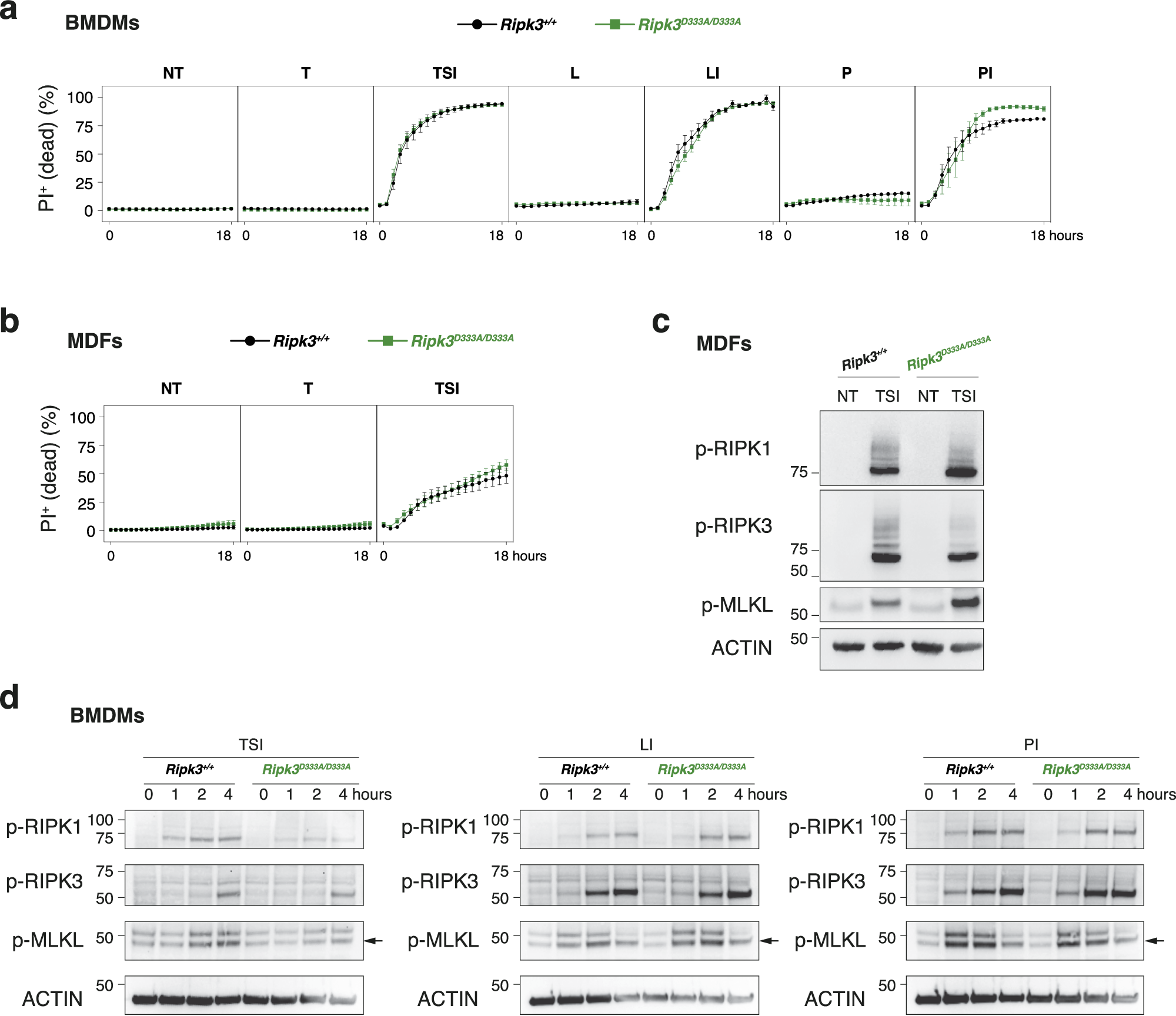 Fig. 2: Genetic blockade of caspase-8-mediated RIPK3 cleavage does not increase necroptosis in vitro.