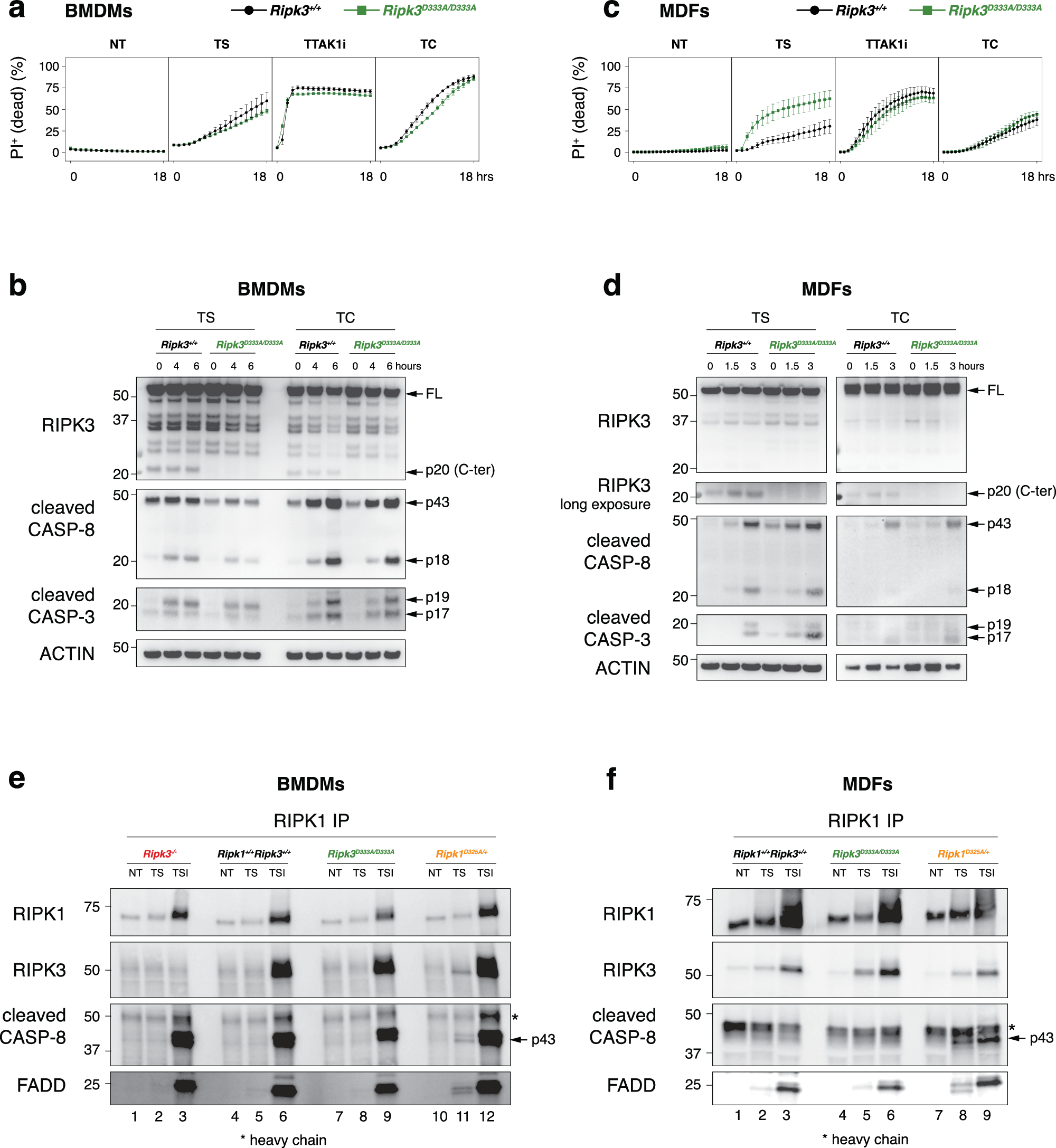 Fig. 3: Genetic blockade of caspase-8-mediated RIPK3 cleavage increases apoptosis in vitro.