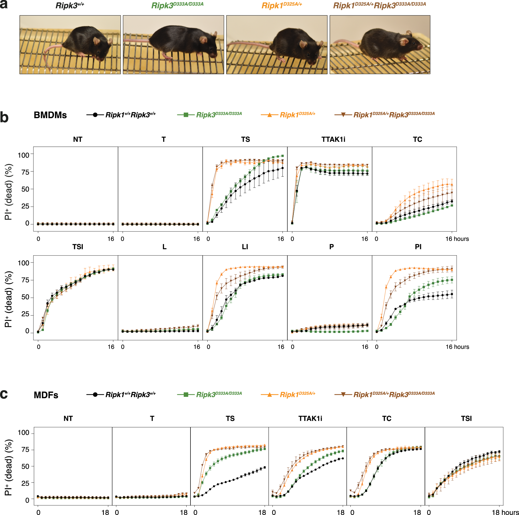 Fig. 4: Blocking RIPK1 cleavage does not further sensitise Ripk3D333A/D333A mice to cell death.