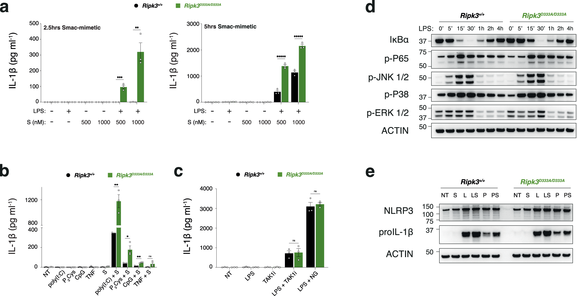 Fig. 5: RIPK3 cleavage modulates IL-1β production in vitro.
