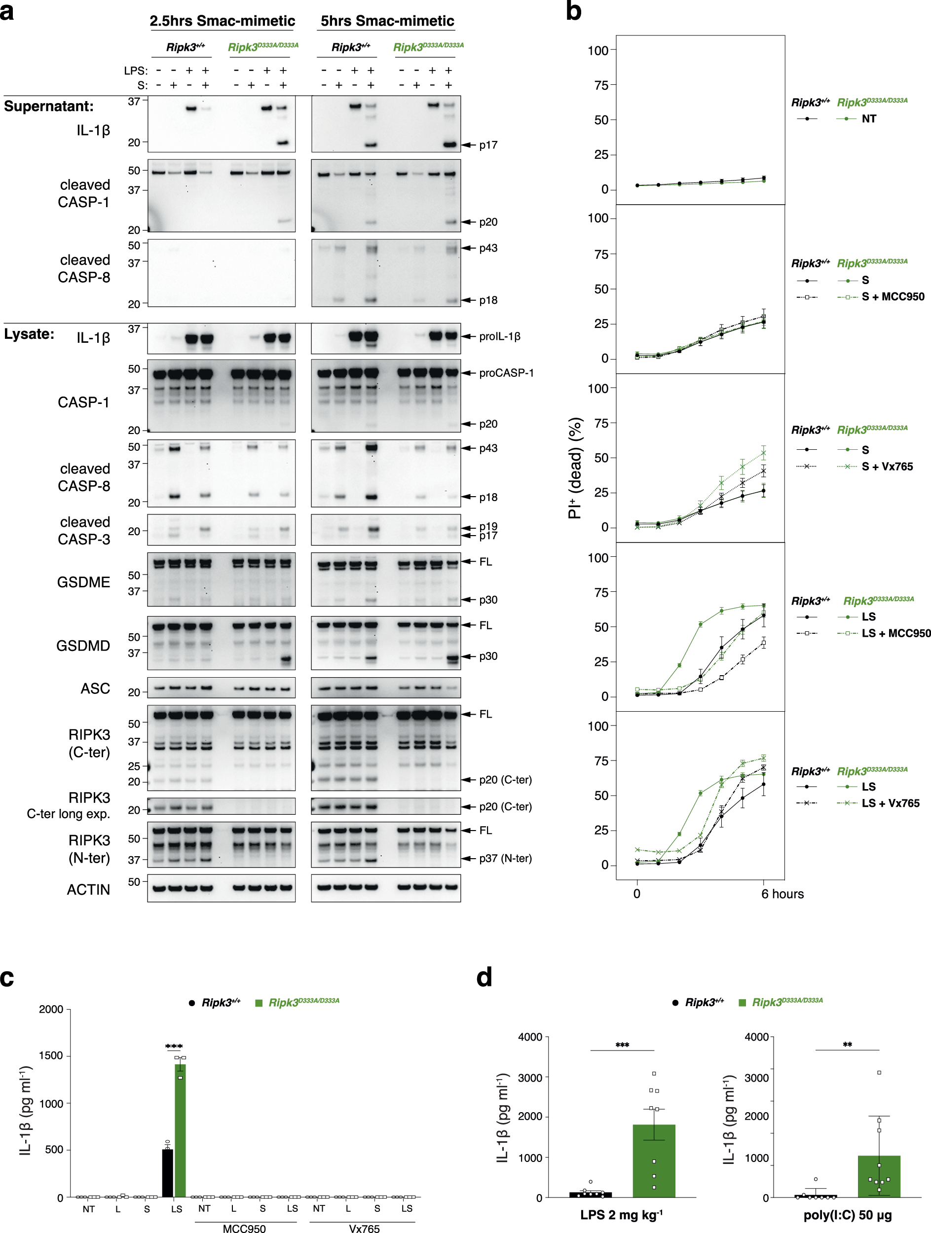 Fig. 6: RIPK3 cleavage modulates pyroptosis.