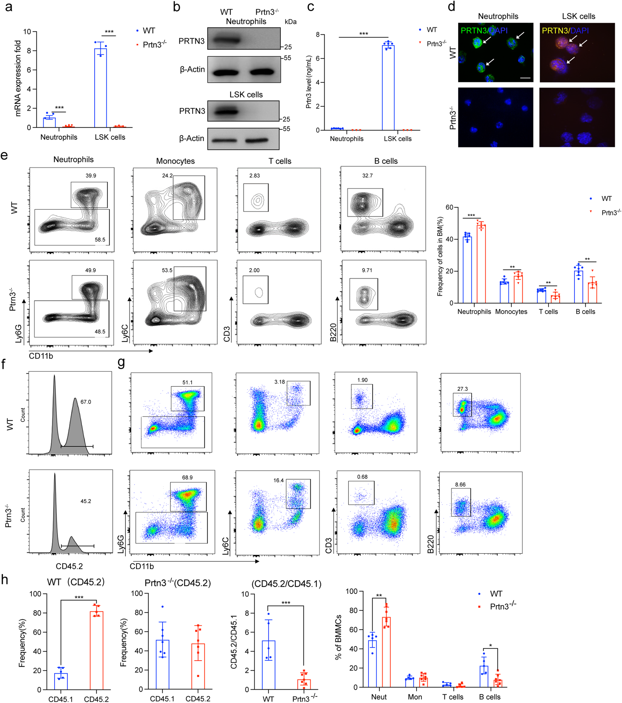 Fig. 1: PRTN3-deficiency induces myeloid differentiation in mice.