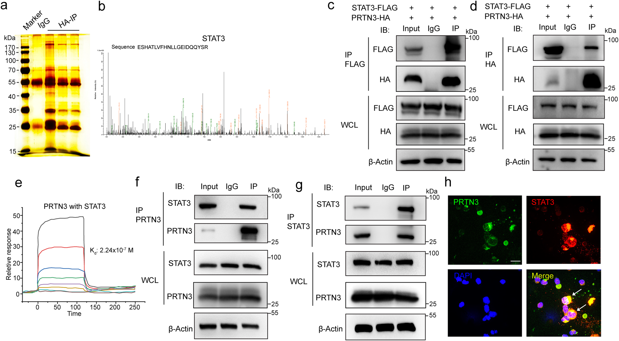 Fig. 2: PRTN3 directly interacts with STAT3.
