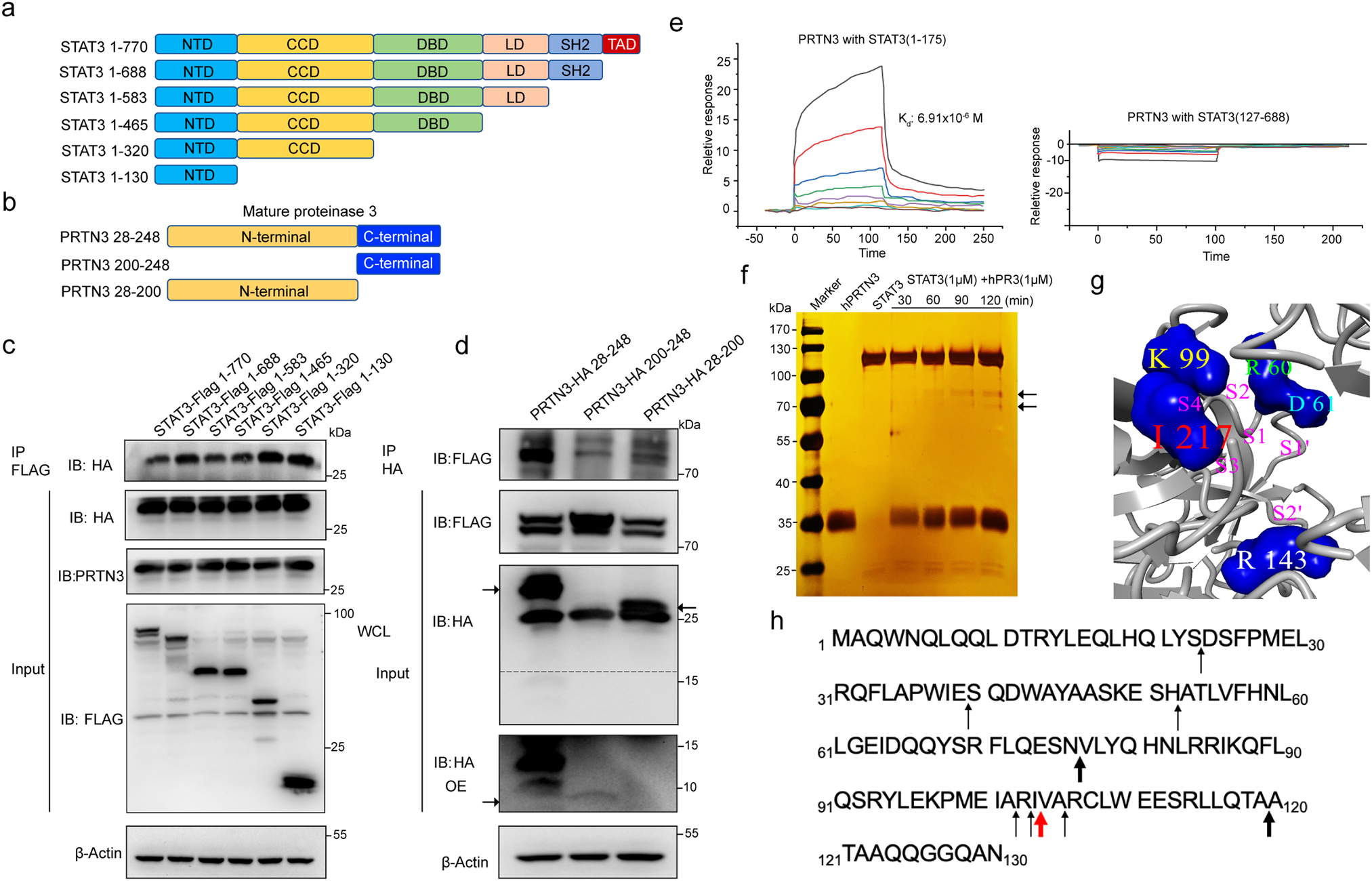 Fig. 3: PRTN3 binds STAT3’s N-terminal domain to identify cleavage sites.