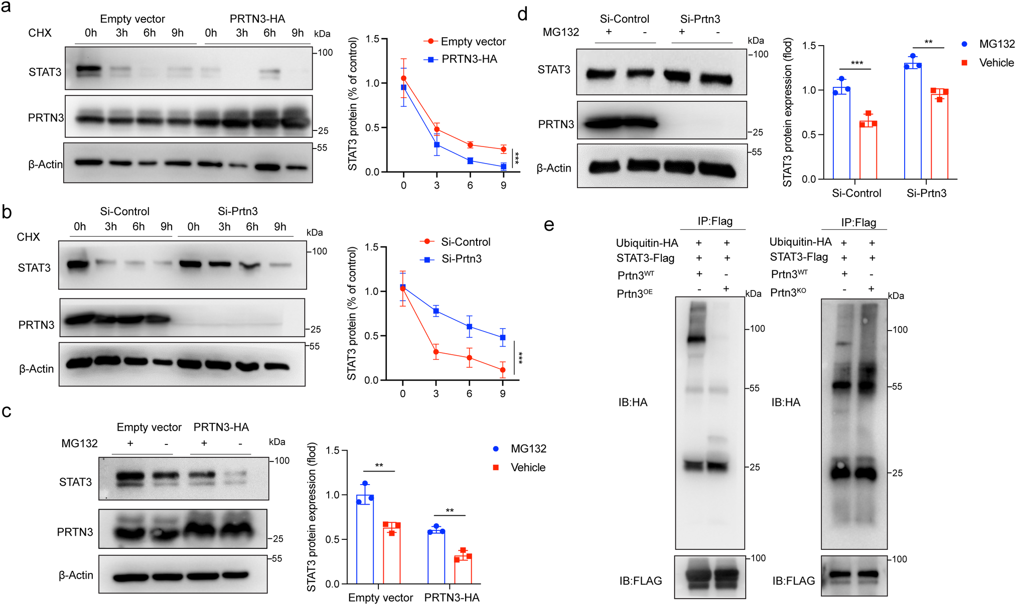 Fig. 4: PRTN3 reduced the stability of STAT3 dependent on ubiquitination.
