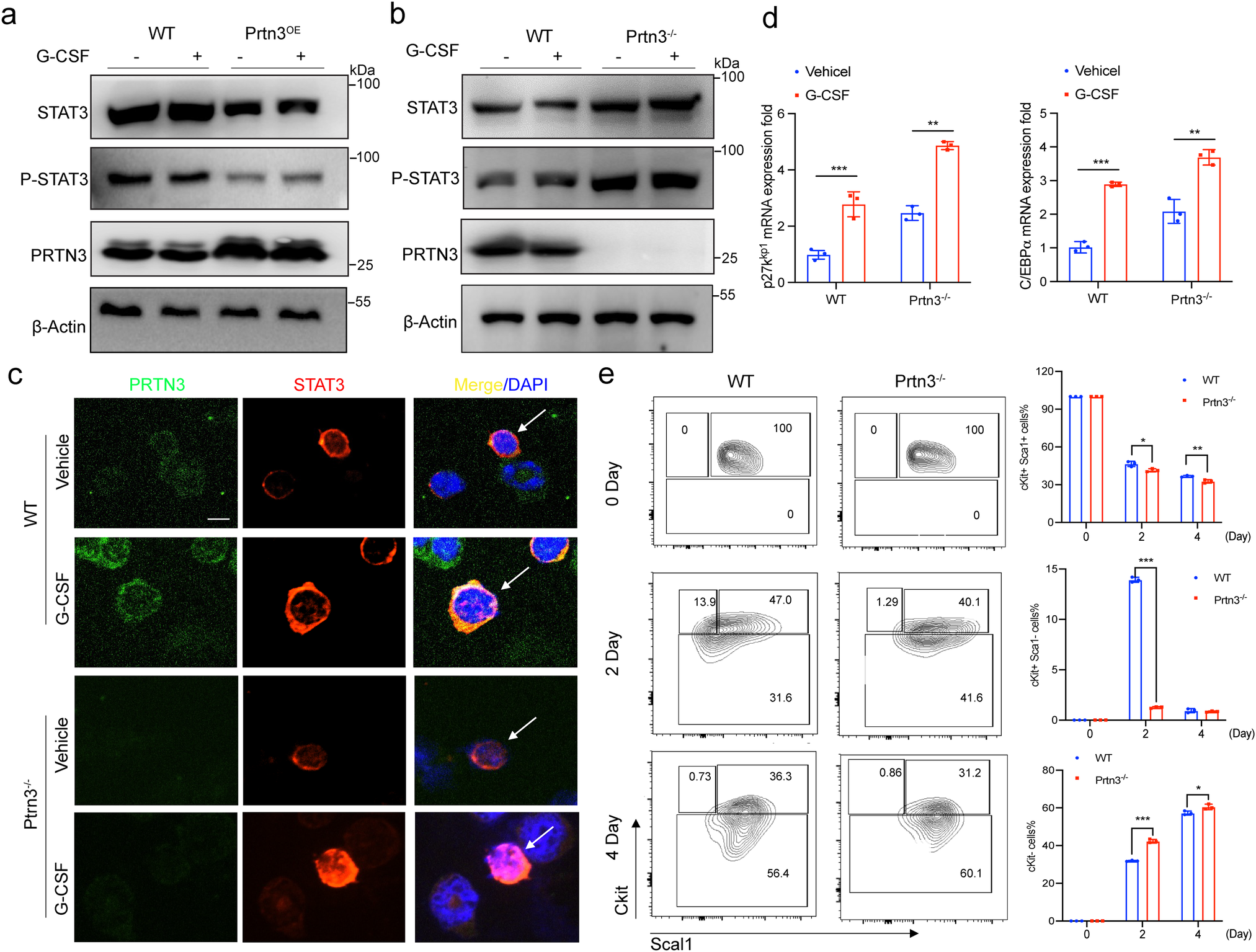Fig. 5: Deficiency of PRTN3 promotes STAT3-dependent myeloid differentiation.