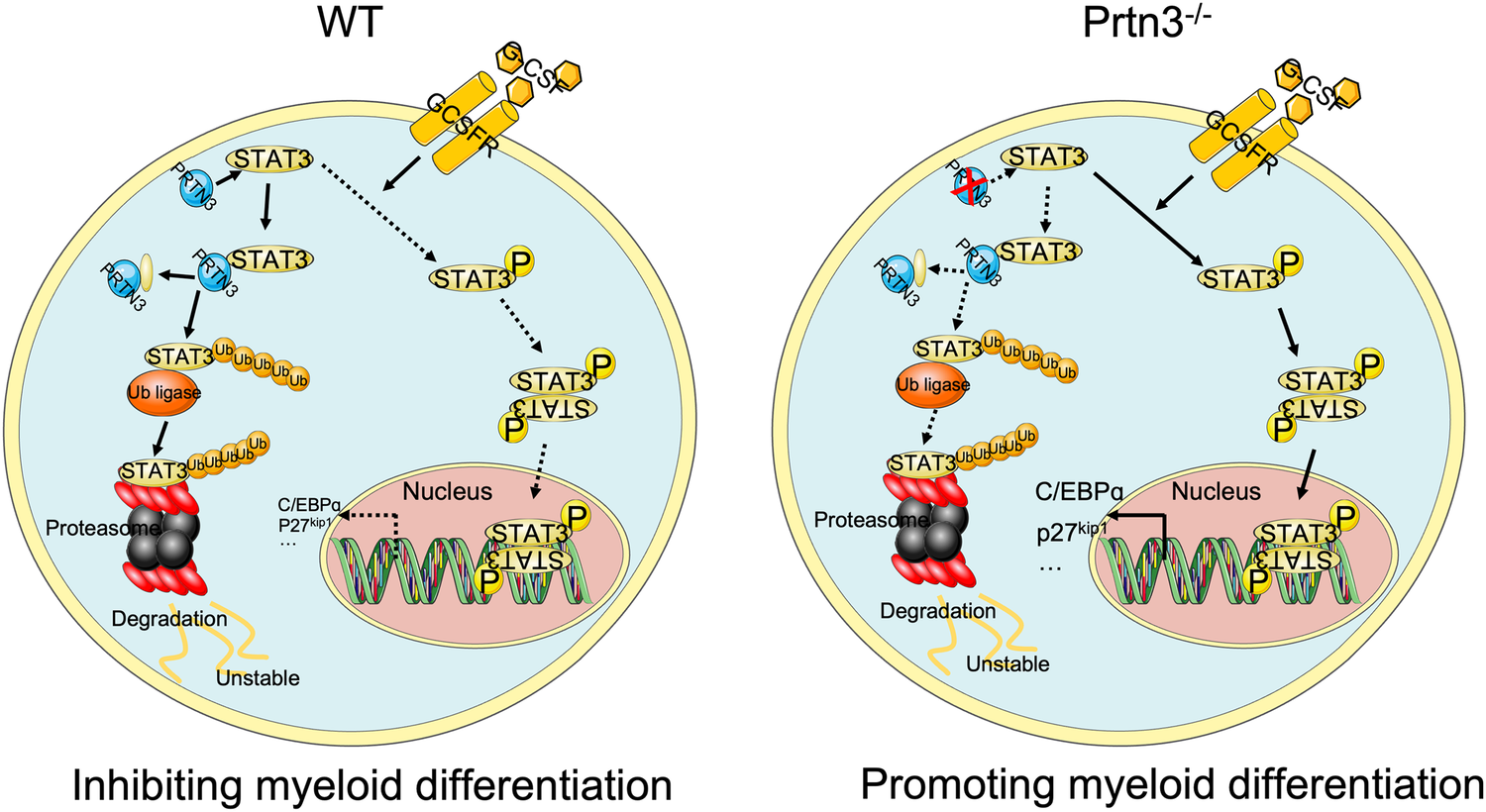 Fig. 8: Schematic overview of events that lead to myeloid differentiation attributed to Prtn3 deficiency.
