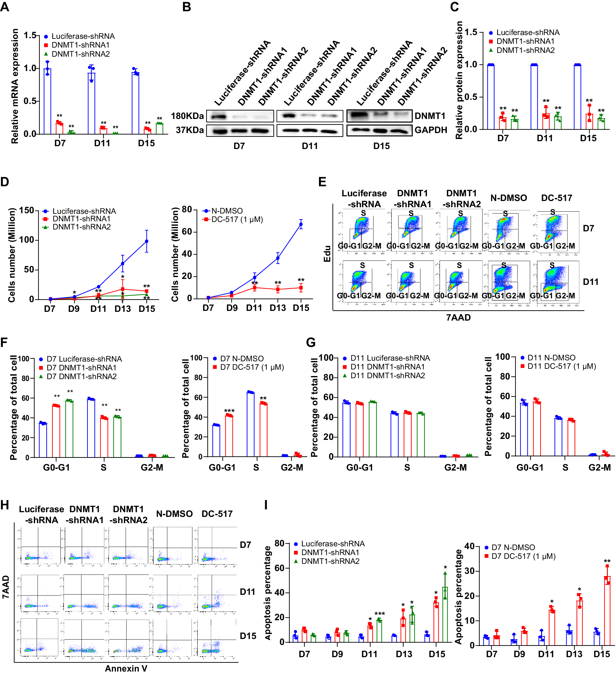 Fig. 2: DNMT1 deficiency leads to cell number decrease of terminal erythroblasts.