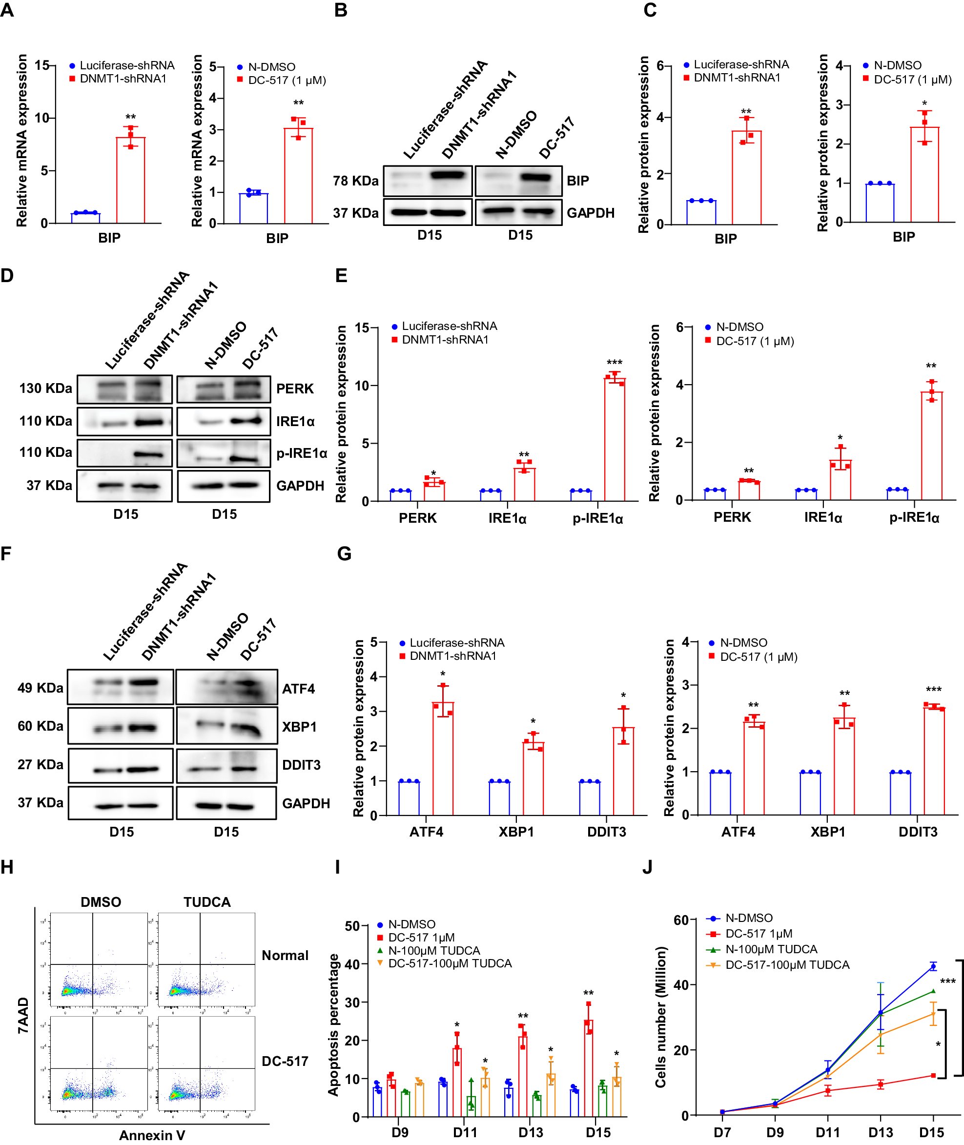 Fig. 6: DNMT1 deficiency activates ER stress pathway in late stage of terminal erythroblasts.