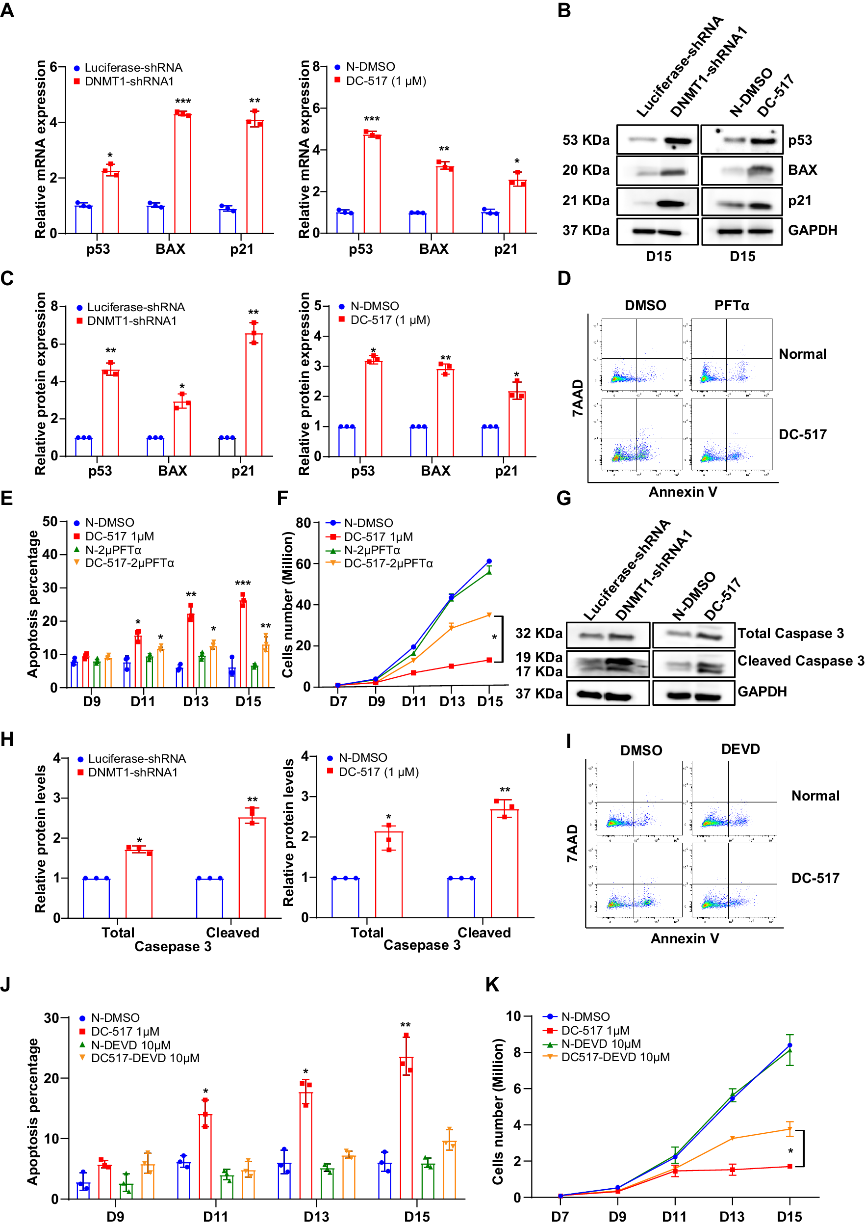 Fig. 7: DNMT1 deficiency led to increased apoptosis via activation of p53-caspase-3 pathway.