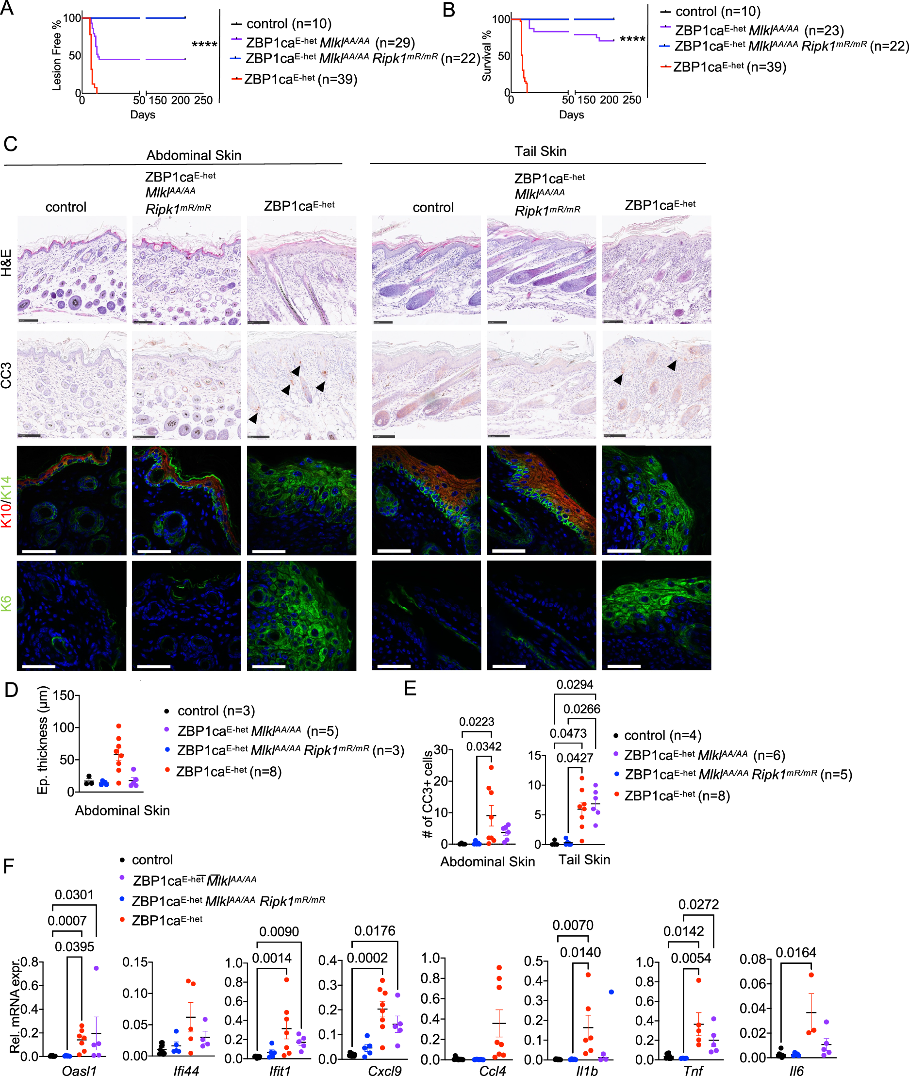 Fig. 7: RIPK1 RHIM-dependent signaling causes MLKL-independent skin inflammation in ZBP1caE-het mice.