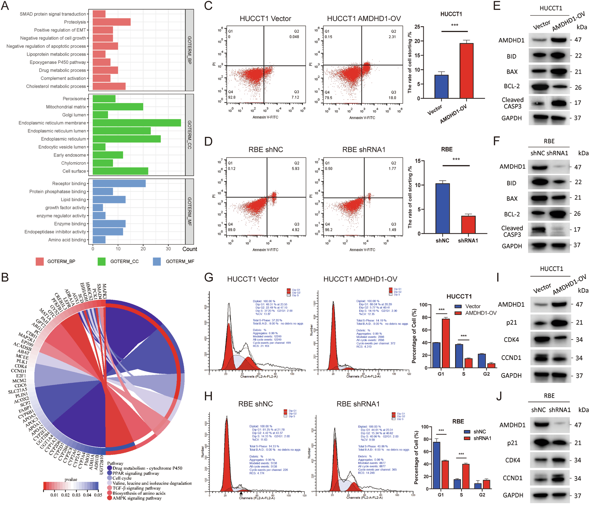 Fig. 3: AMDHD1 promotes apoptosis and arrests cell cycle of cholangiocarcinoma (CCA) cells.