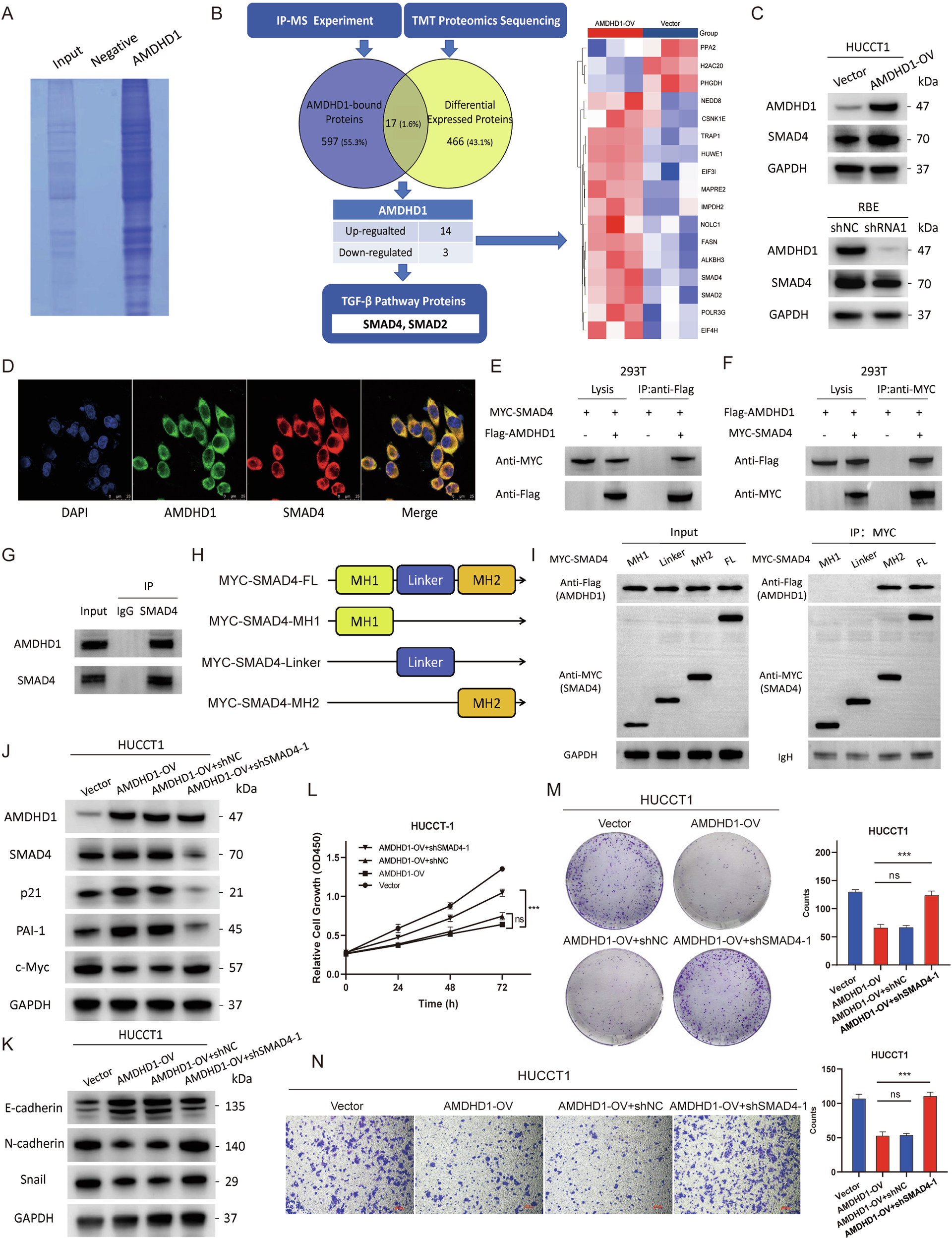 Fig. 5: Identification of AMDHD1 downstream effectors in TGF-β pathway.