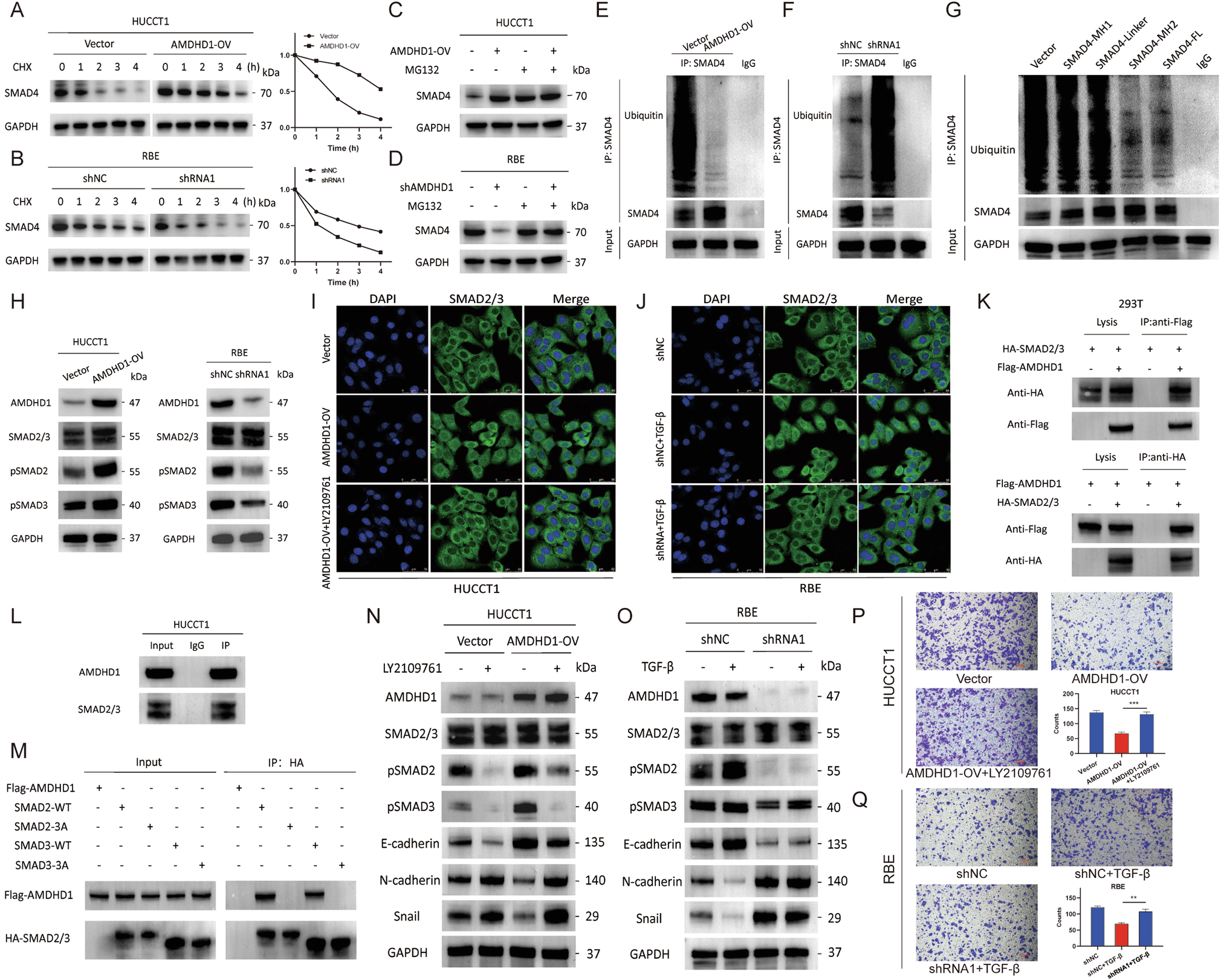 Fig. 6: AMDHD1 inhibites the ubiquitination degradation of SMAD4 and promotes SMAD2/3 phosphorylation.