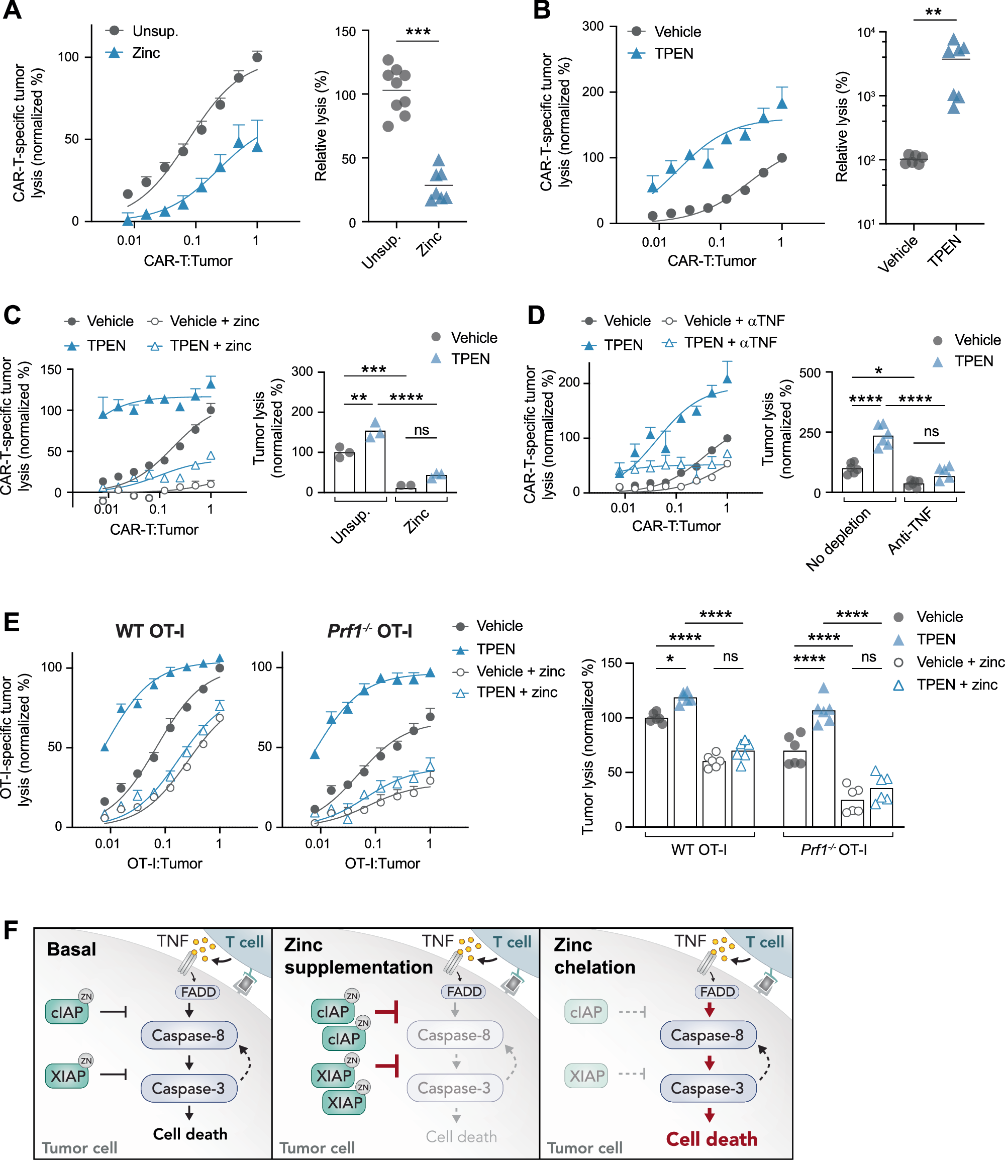Fig. 4: Zinc protects tumours from T cell-mediated cytotoxicity.