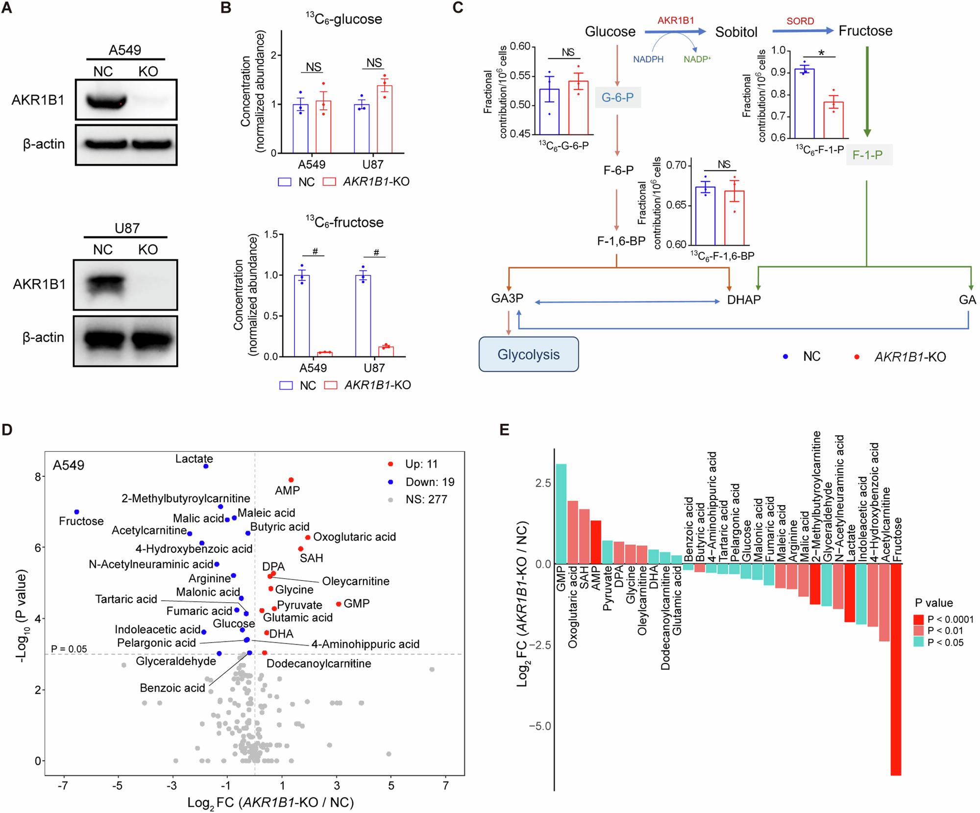 Fig. 2: AKR1B1-mediated polyol pathway supplied endogenous fructose for cancer cell metabolism.