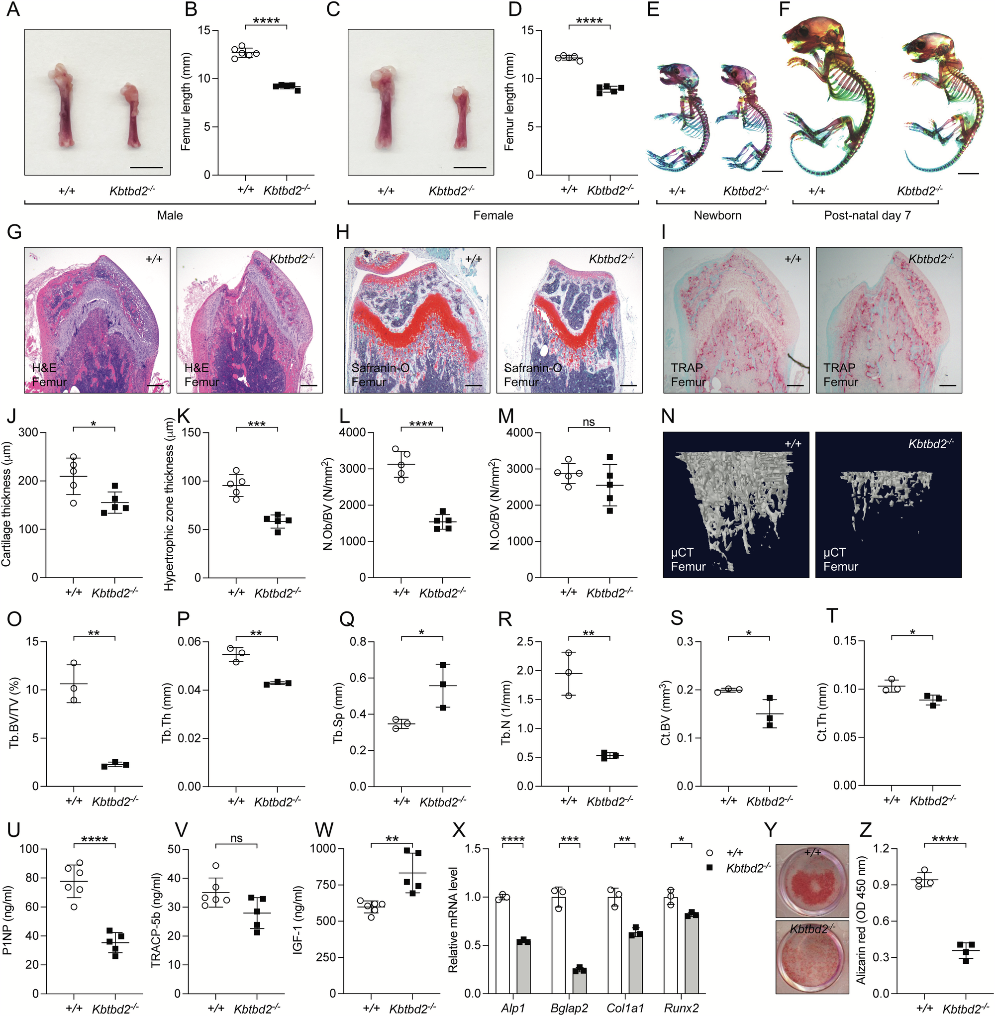 KB20　KBD20　KBD25　KBD26　KBD40　KBD41　ファスター　リヤブレーキシュー KBD20