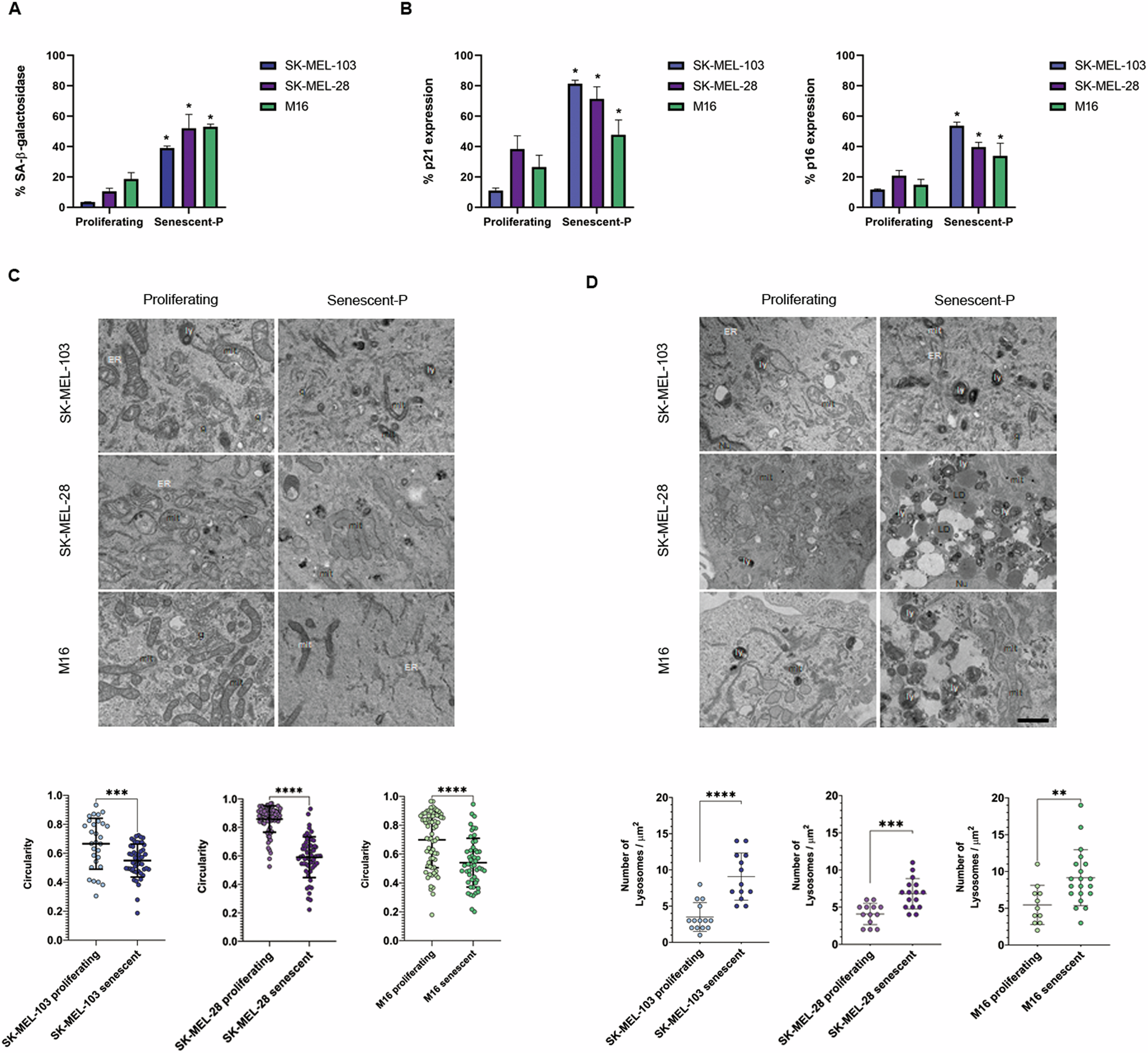 Fig. 1: Characterization of palbociclib-induced senescent melanoma cells.