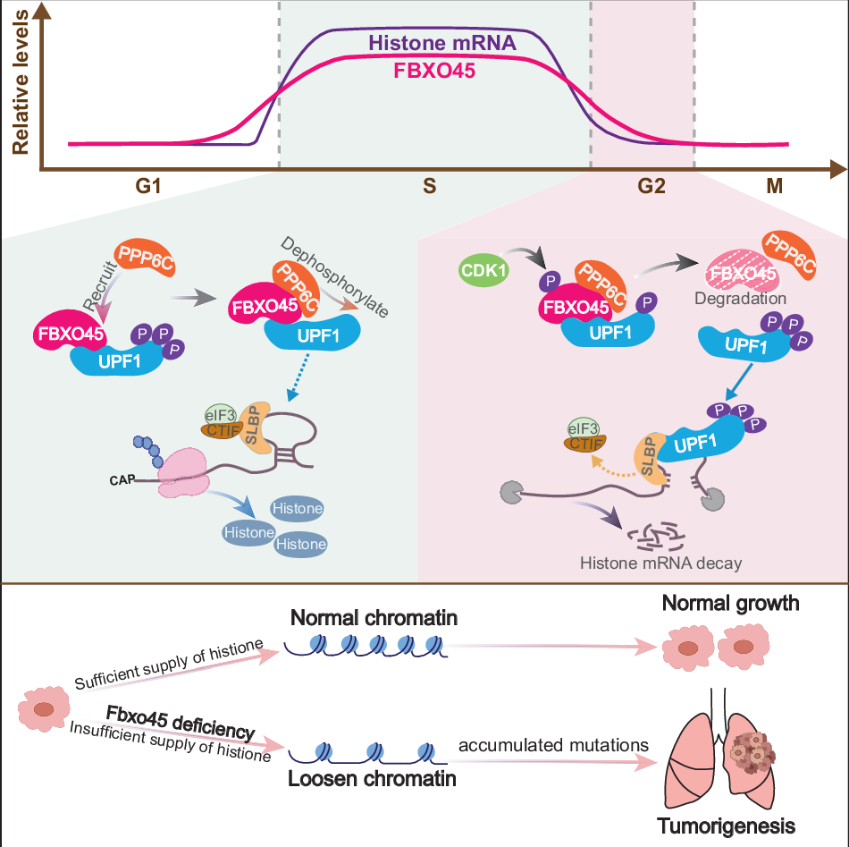 Loss of Fbxo45 in AT2 cells leads to insufficient histone supply and  initiates lung adenocarcinoma | Cell Death & Differentiation