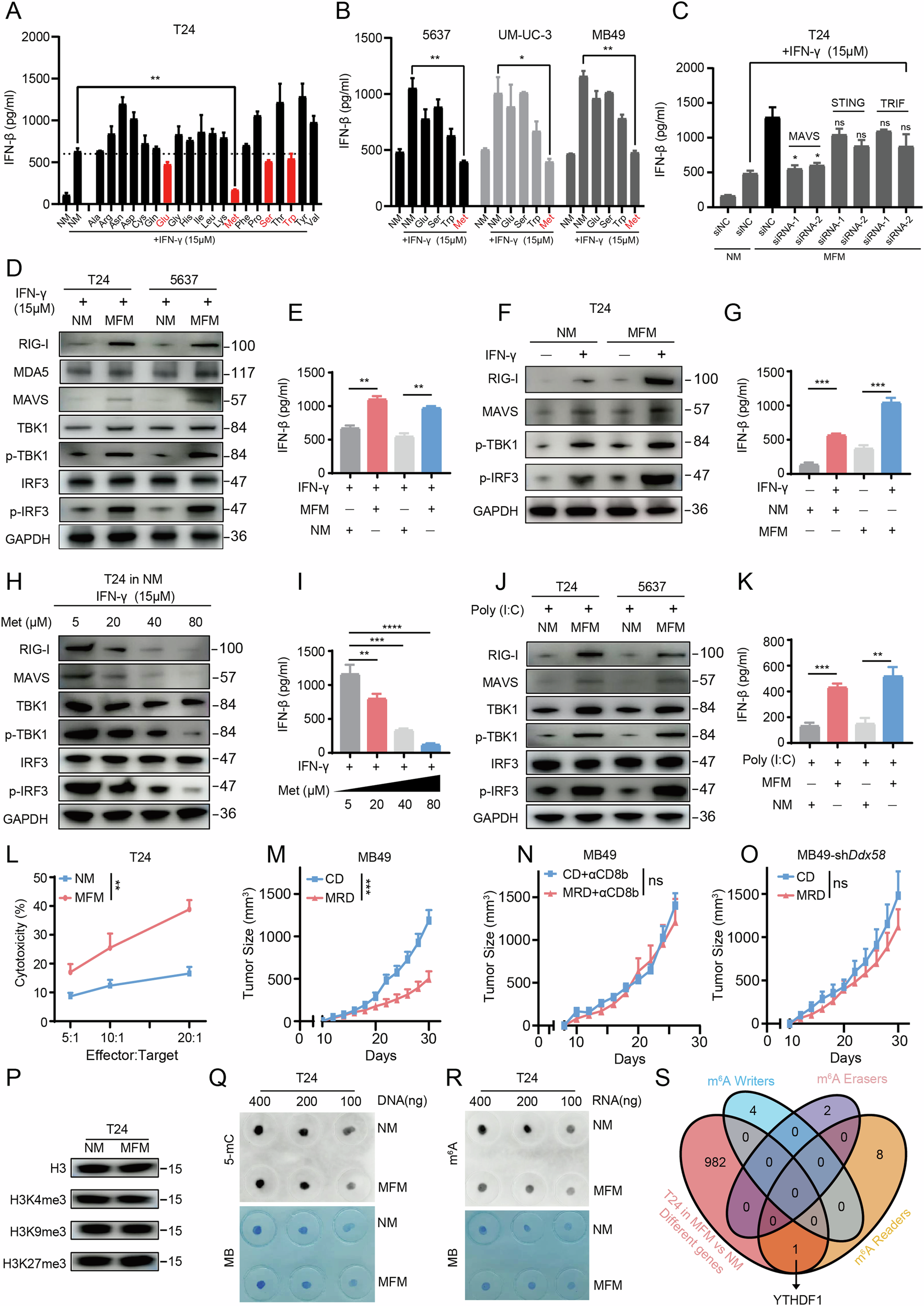 Fig. 1: Methionine alters antitumor immunity in bladder cancer via m6A methylation changes and type I interferon signaling.