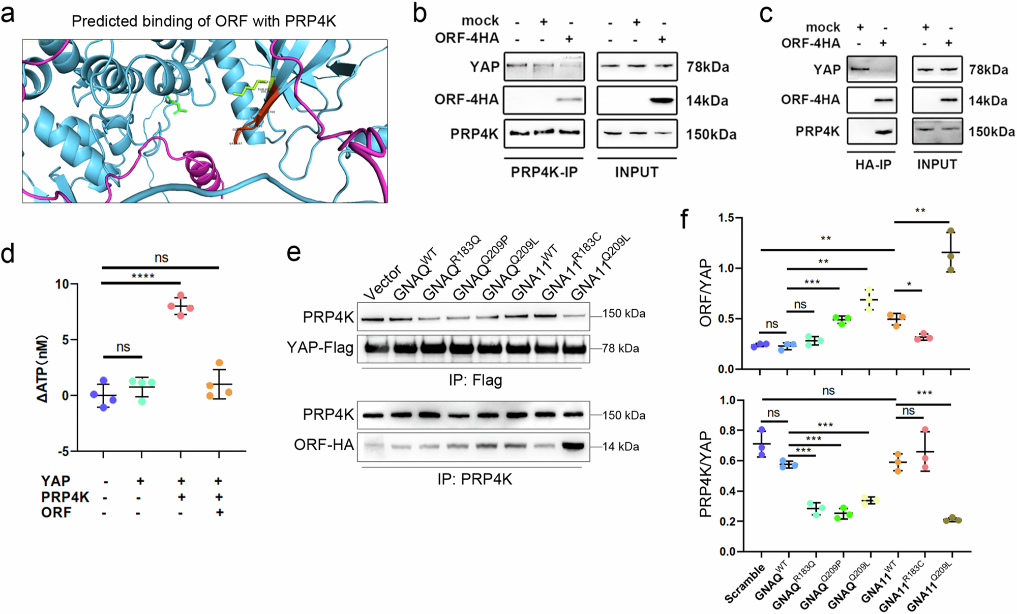Fig. 4: YAPer-ORF competes with PRP4K to dephosphorylate and sequester YAP in the nucleus.