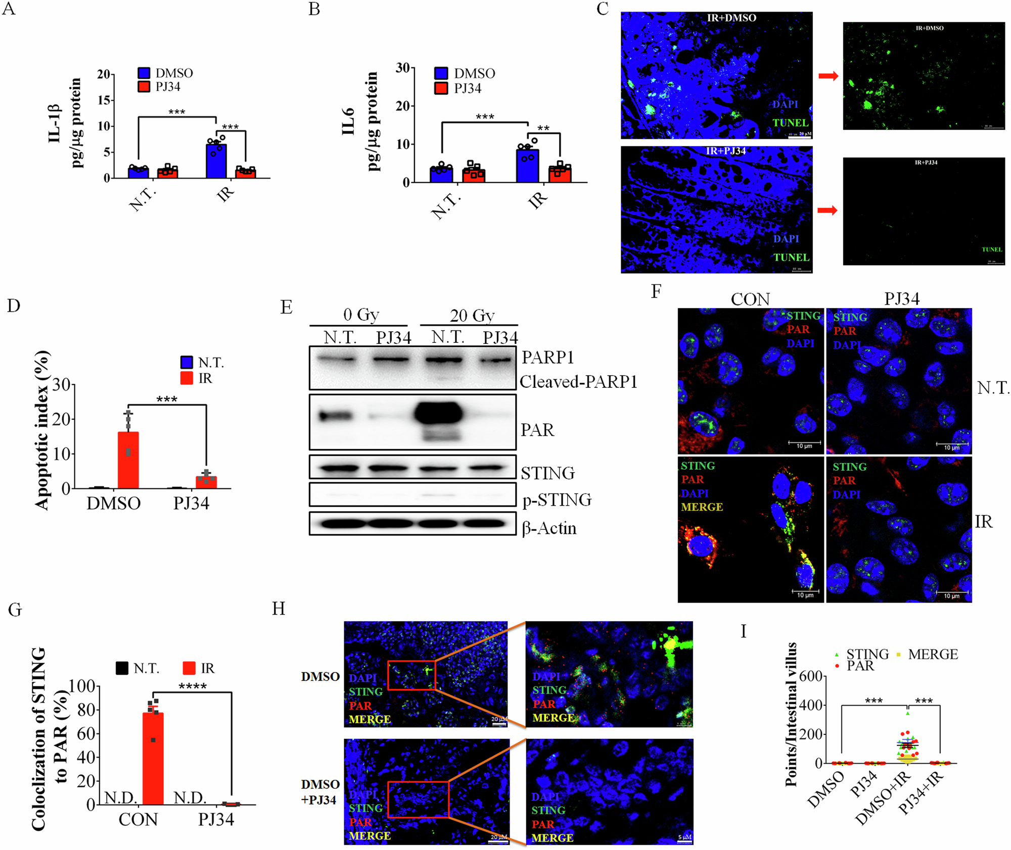 Fig. 5: A precise dosage of PJ34 could reduce small intestinal tissue damage and apoptosis.
