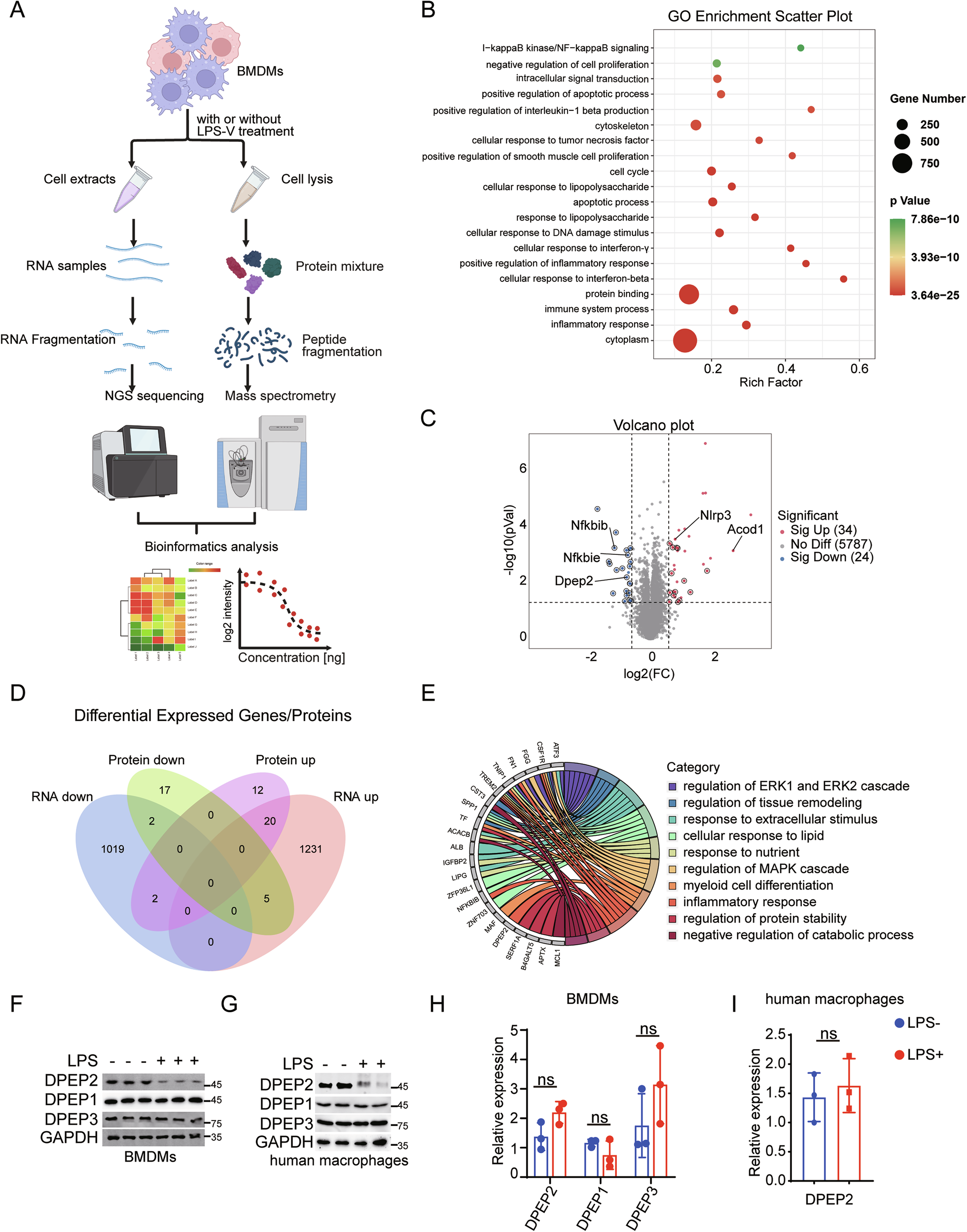Fig. 1: Analysis of proteomics and transcriptomics in activated macrophages.