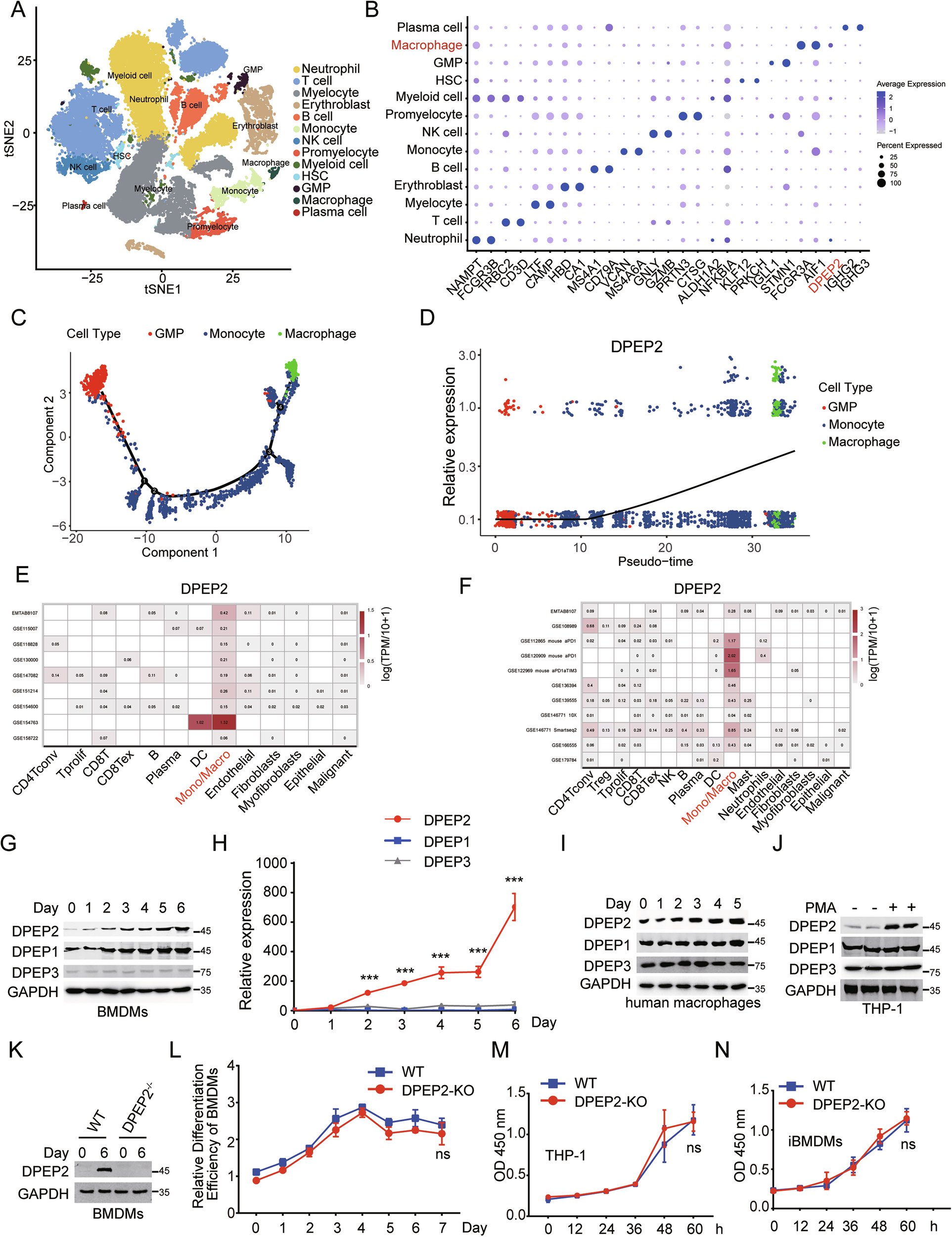 Fig. 2: DPEP2 is upregulated in the macrophages.