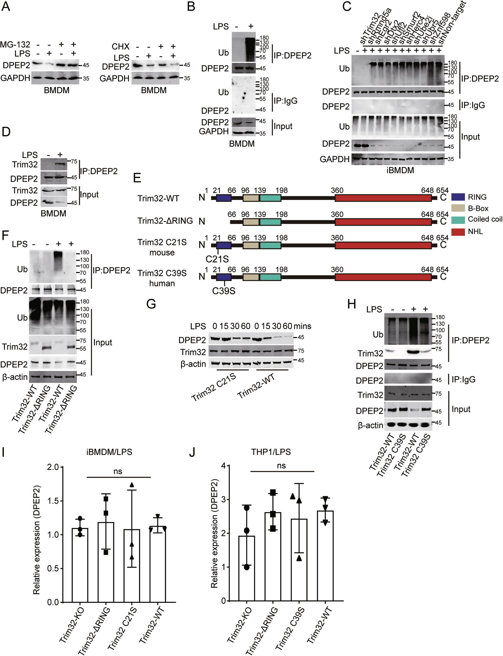 Fig. 6: DPEP2 is degraded by Trim32-mediated ubiquitination modification in activated macrophages.