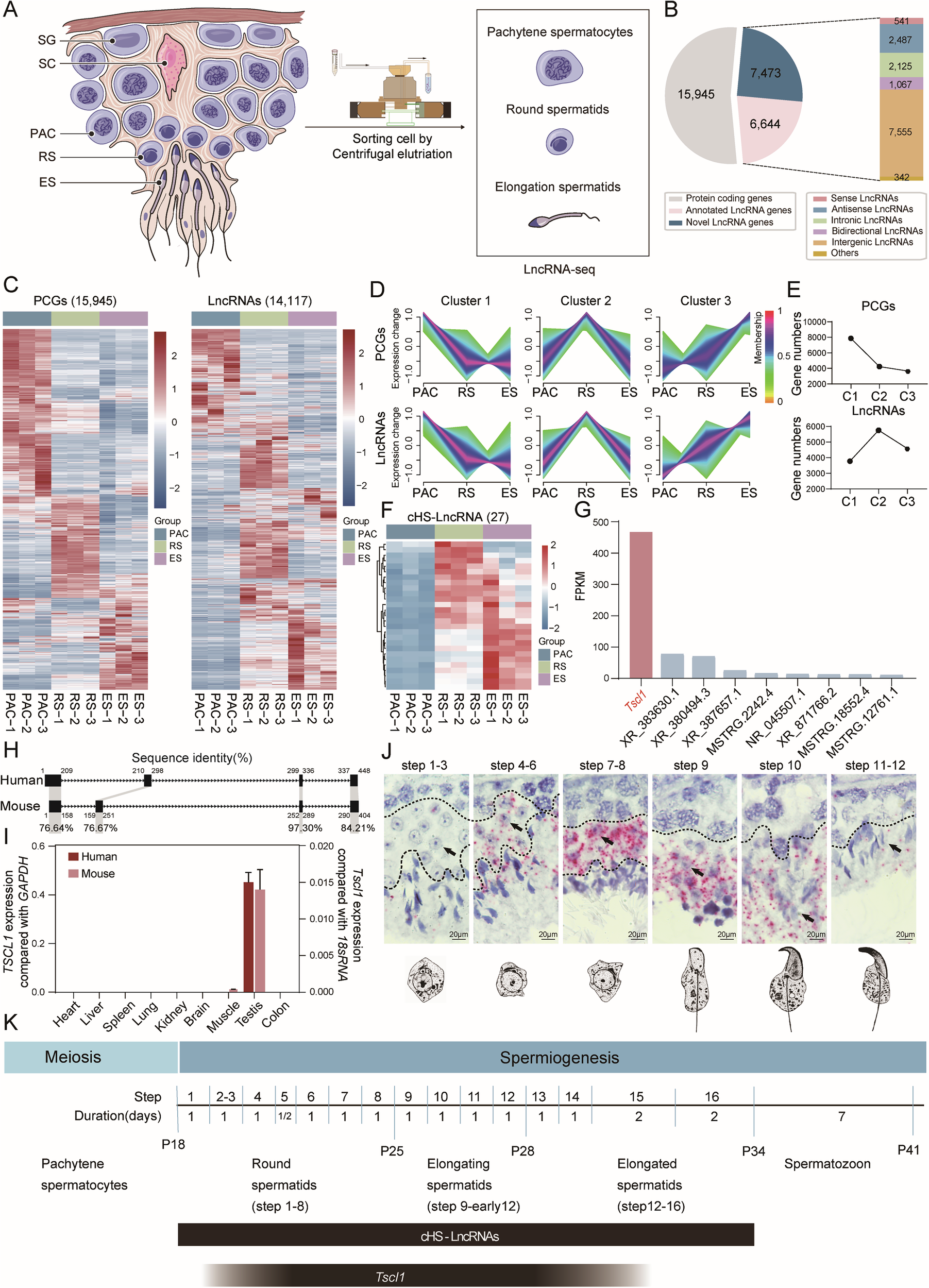 Male specific conserved LncRNA TSCL1 regulated target mRNA translation by  interaction with PIWIL1 | Cell Death & Differentiation
