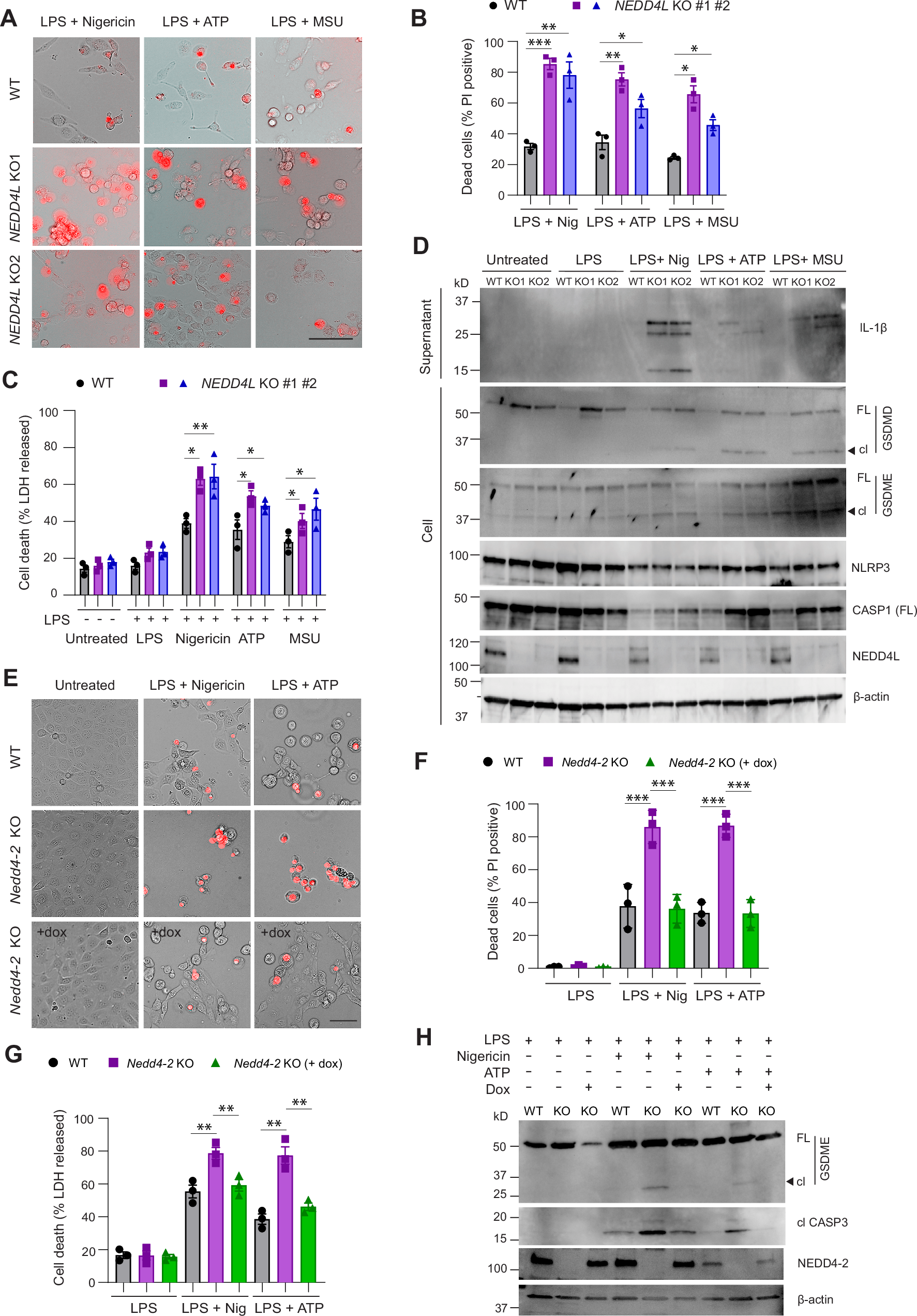 Fig. 6: Loss of NEDD4L promotes GSDMD and GSDME activation and cell death.